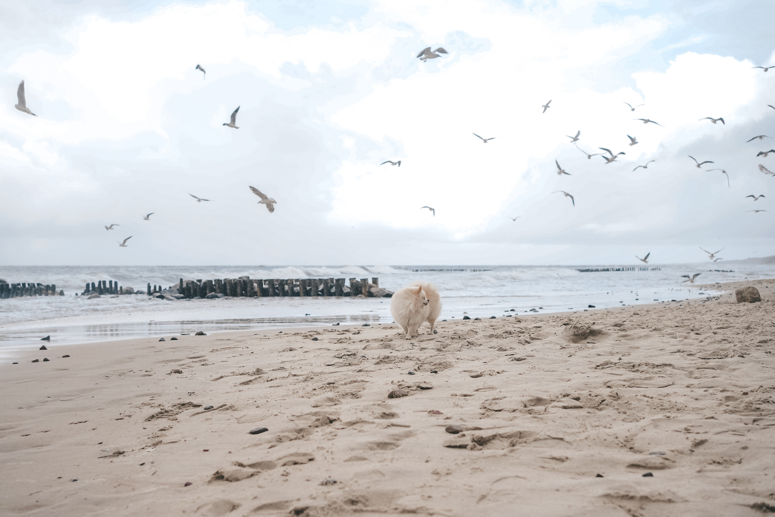 Шпиц. г. Зеленоградск. Фотограф-анималист Анастасия Большакова