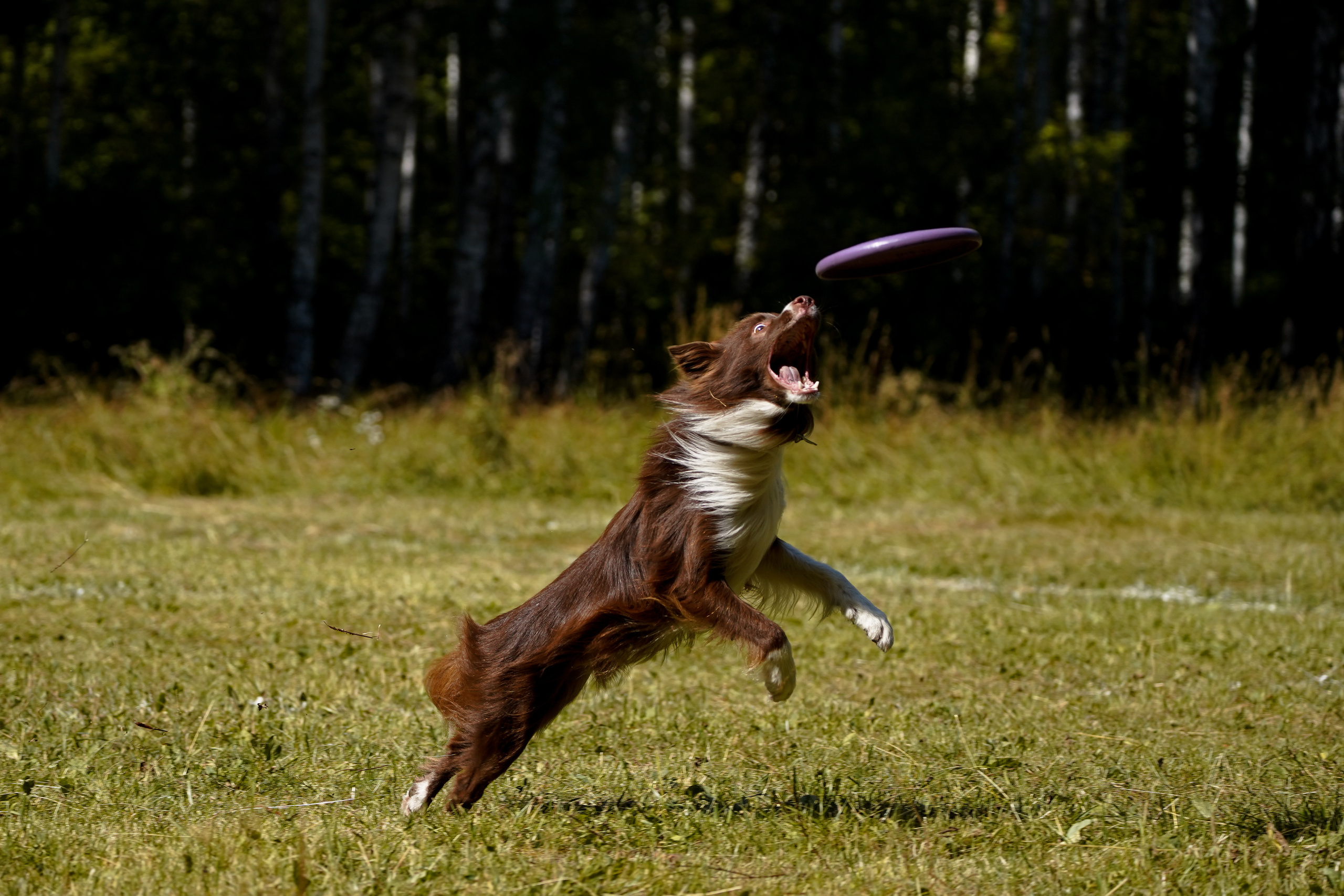 Фризби 27.08.23, Екатеринбург. Фотограф-анималист Анастасия Большакова