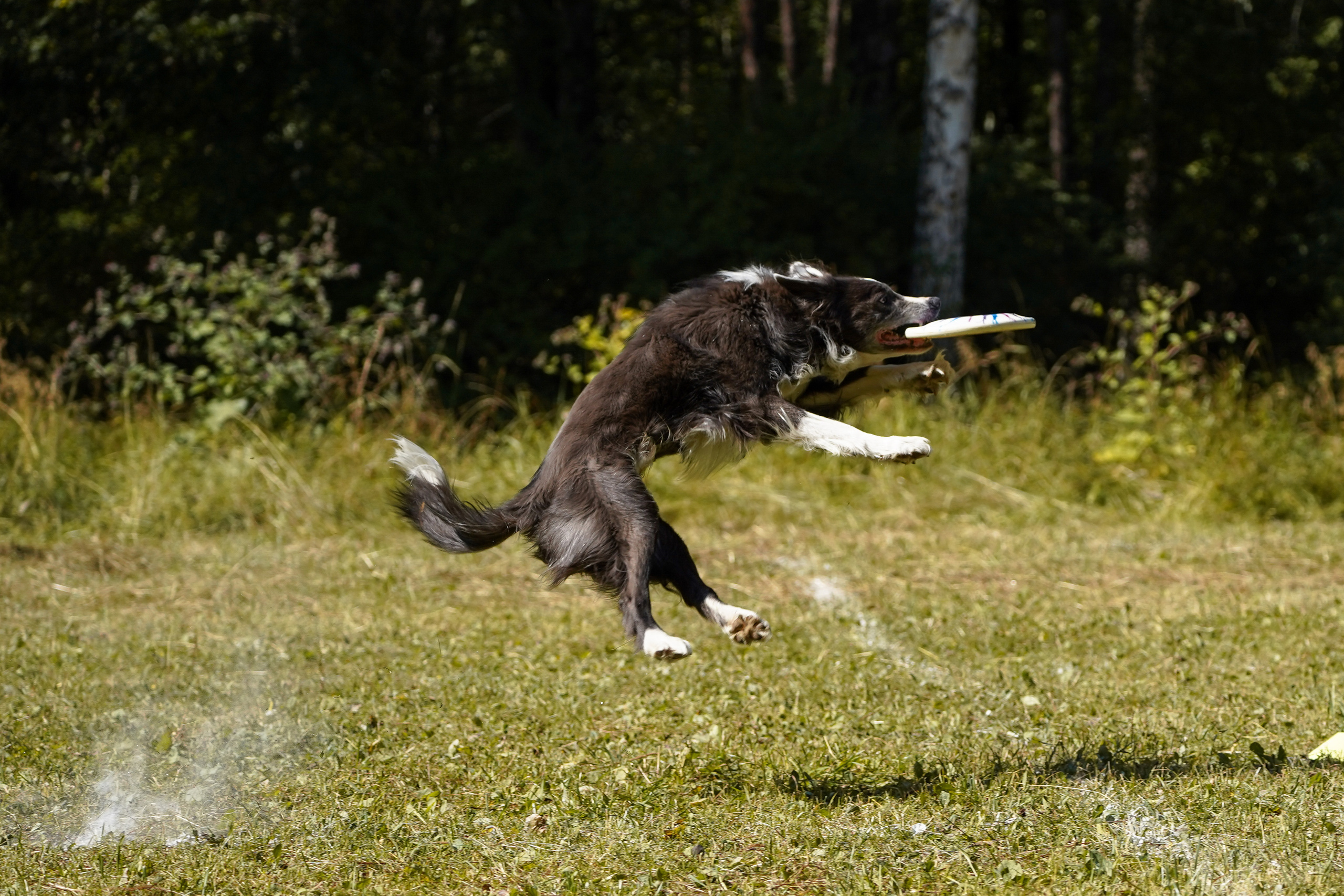 Фризби 27.08.23, Екатеринбург. Фотограф-анималист Анастасия Большакова