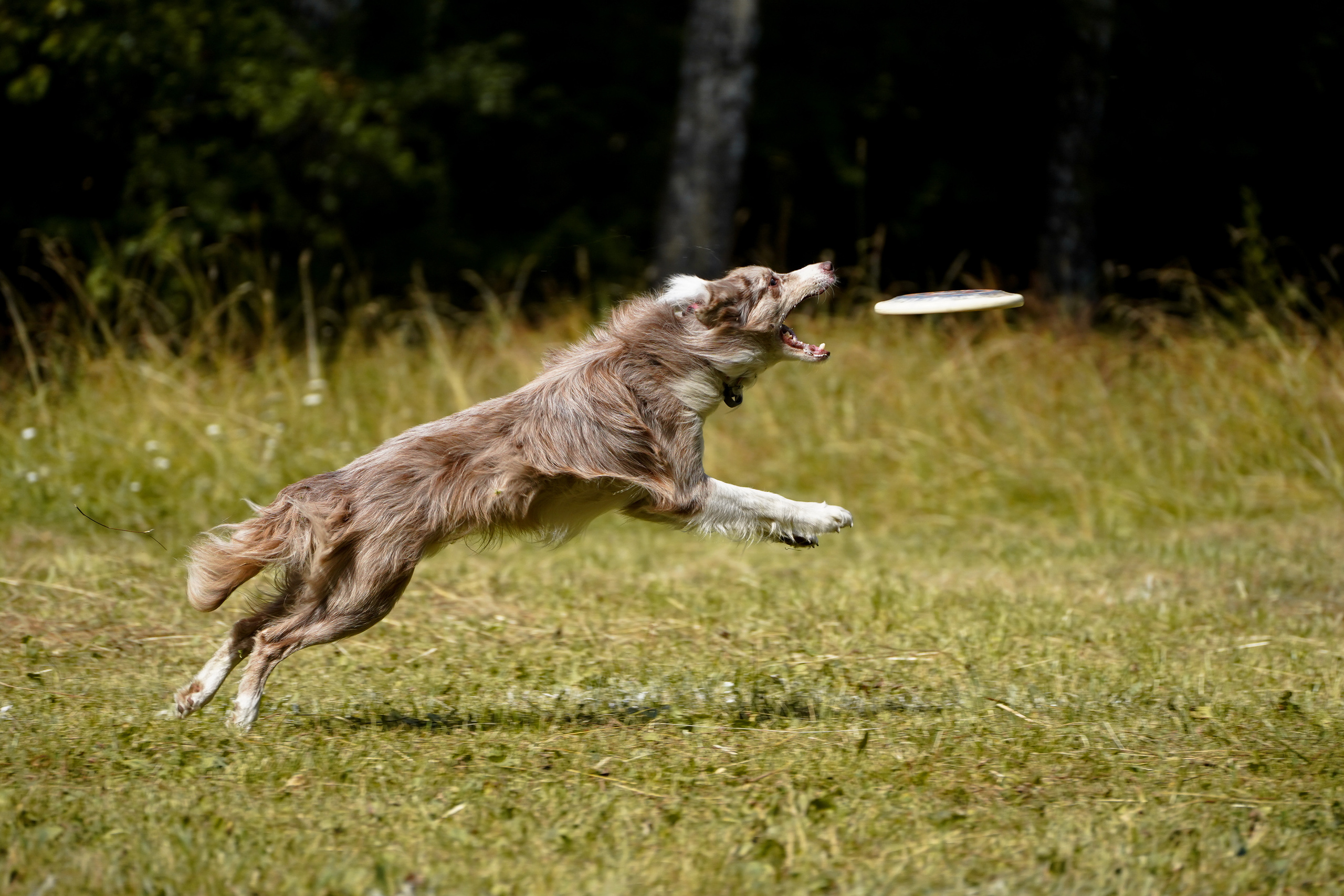 Фризби 27.08.23, Екатеринбург. Фотограф-анималист Анастасия Большакова