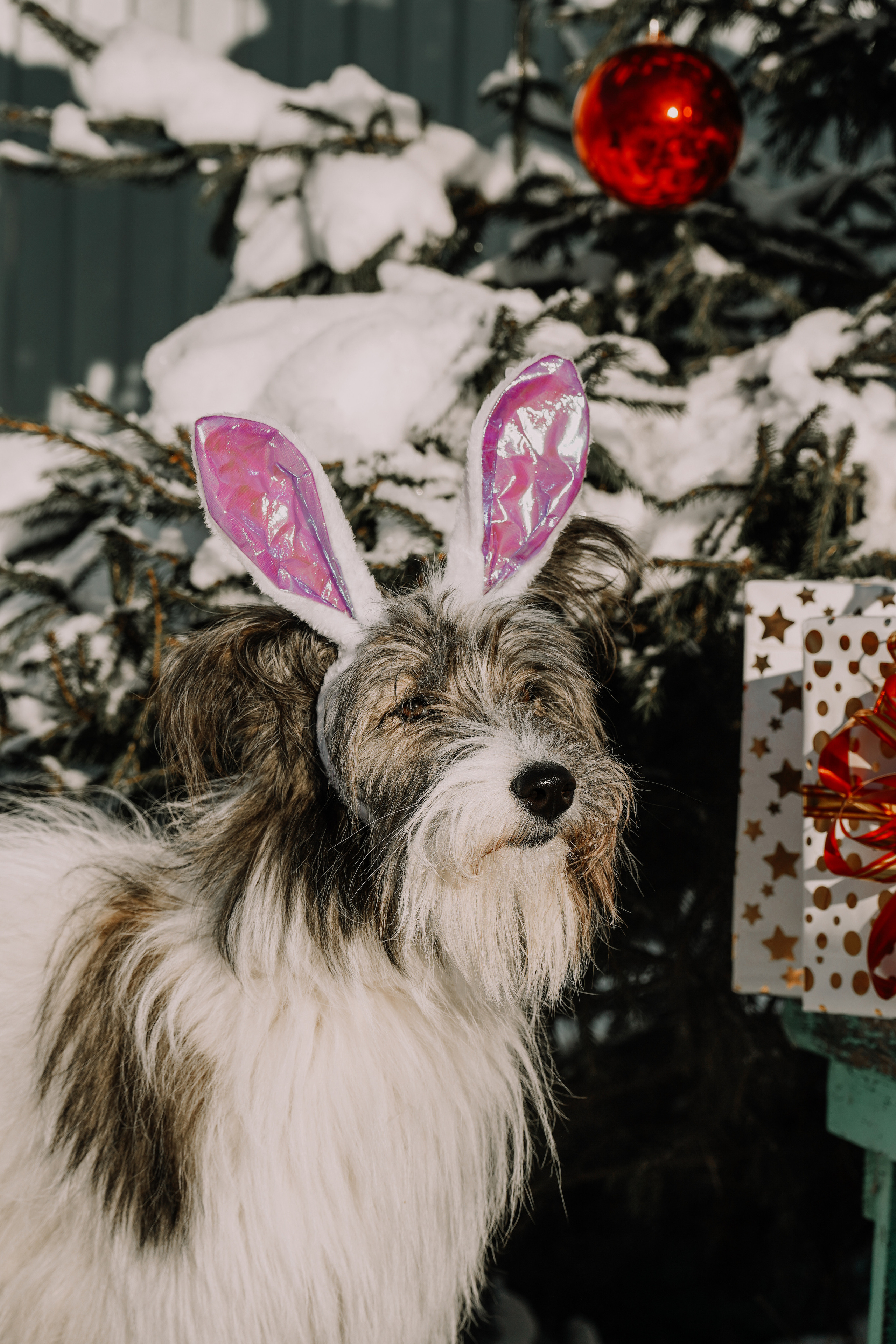 Подопечные приюта. Фотограф-анималист Анастасия Большакова