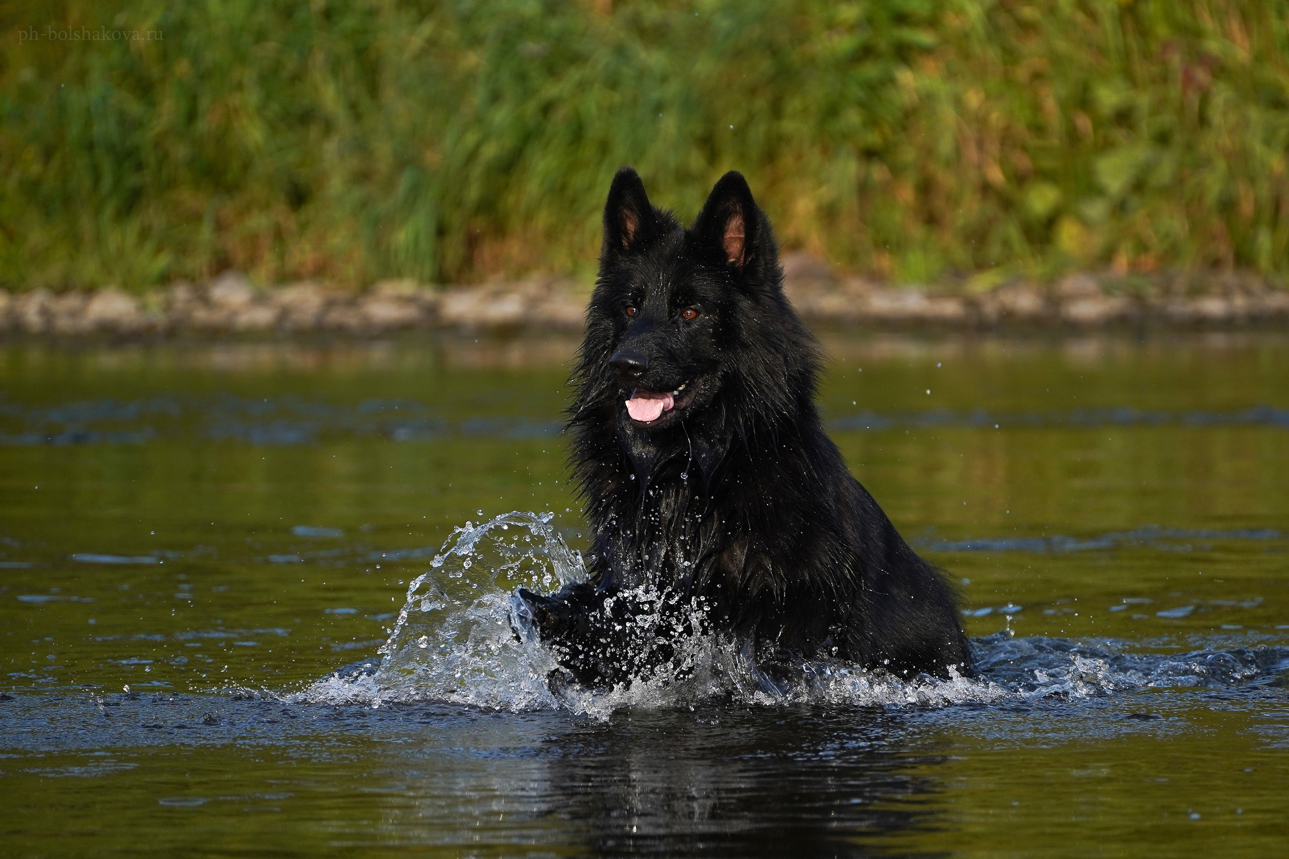 Кай. Фотограф-анималист Анастасия Большакова
