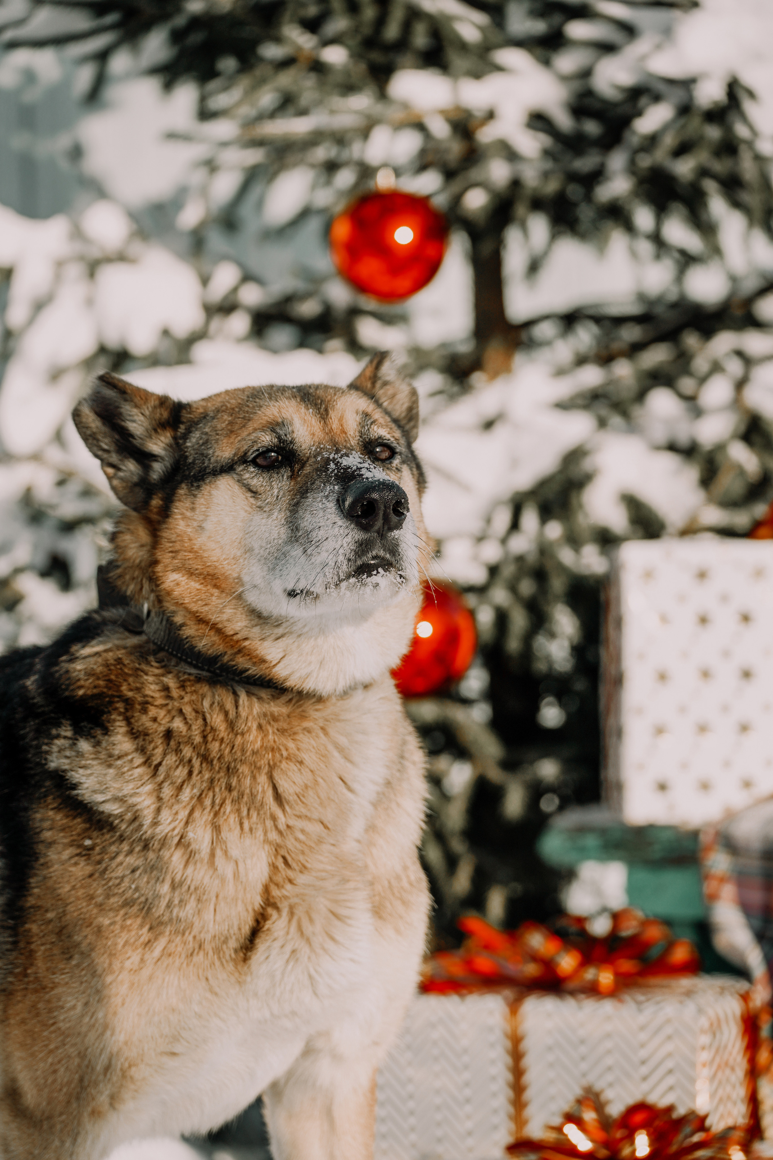 Подопечные приюта. Фотограф-анималист Анастасия Большакова