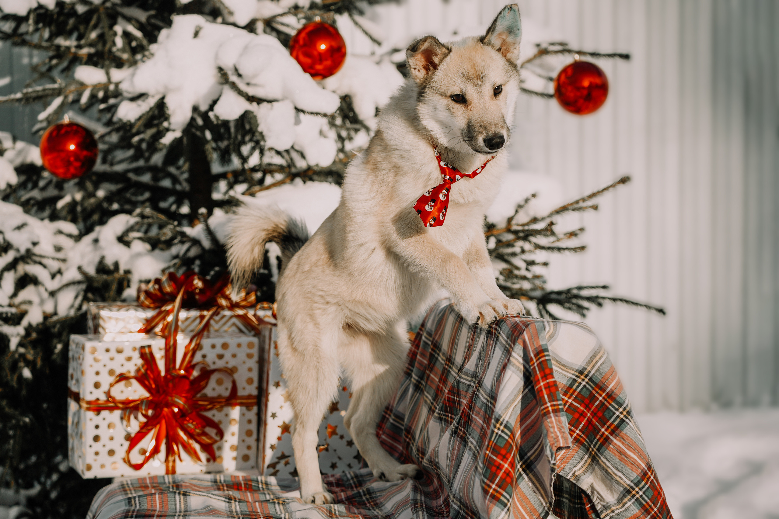 Подопечные приюта. Фотограф-анималист Анастасия Большакова