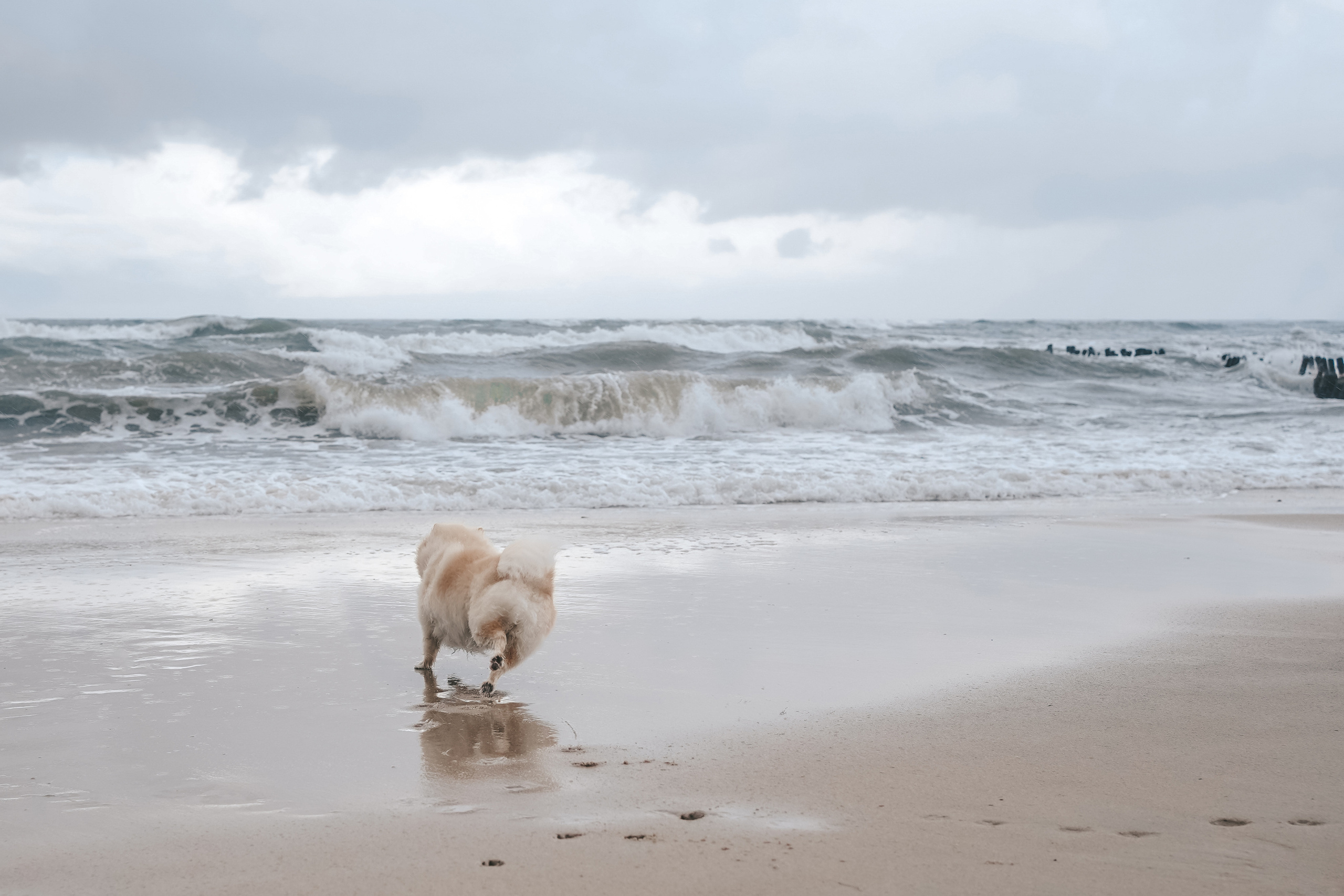 Шпиц. г. Зеленоградск. Фотограф-анималист Анастасия Большакова