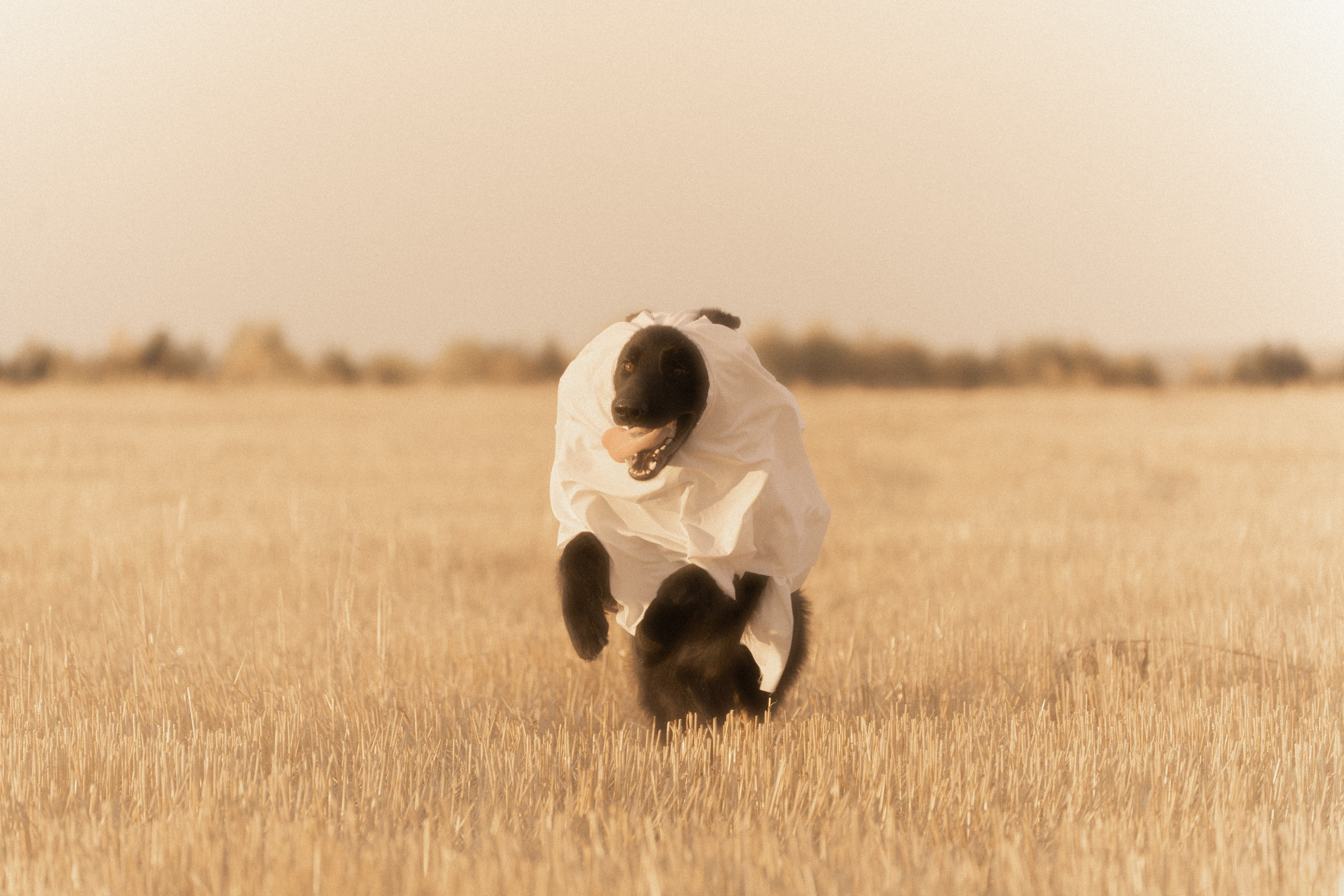 Ghosts. Фотограф-анималист Анастасия Большакова
