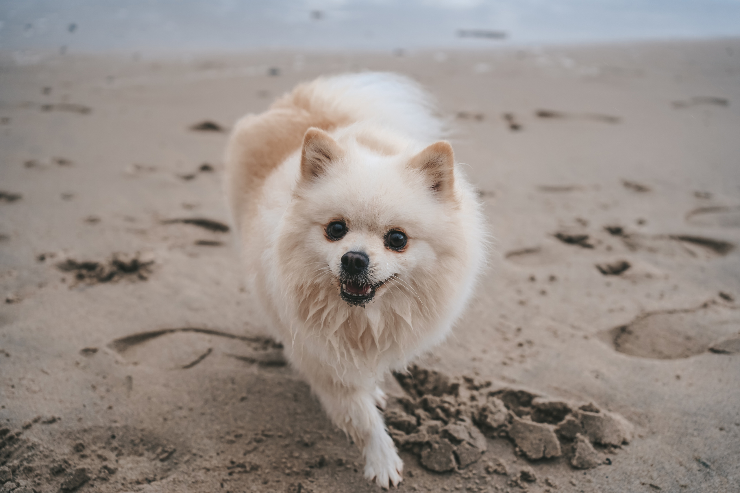 Шпиц. г. Зеленоградск. Фотограф-анималист Анастасия Большакова