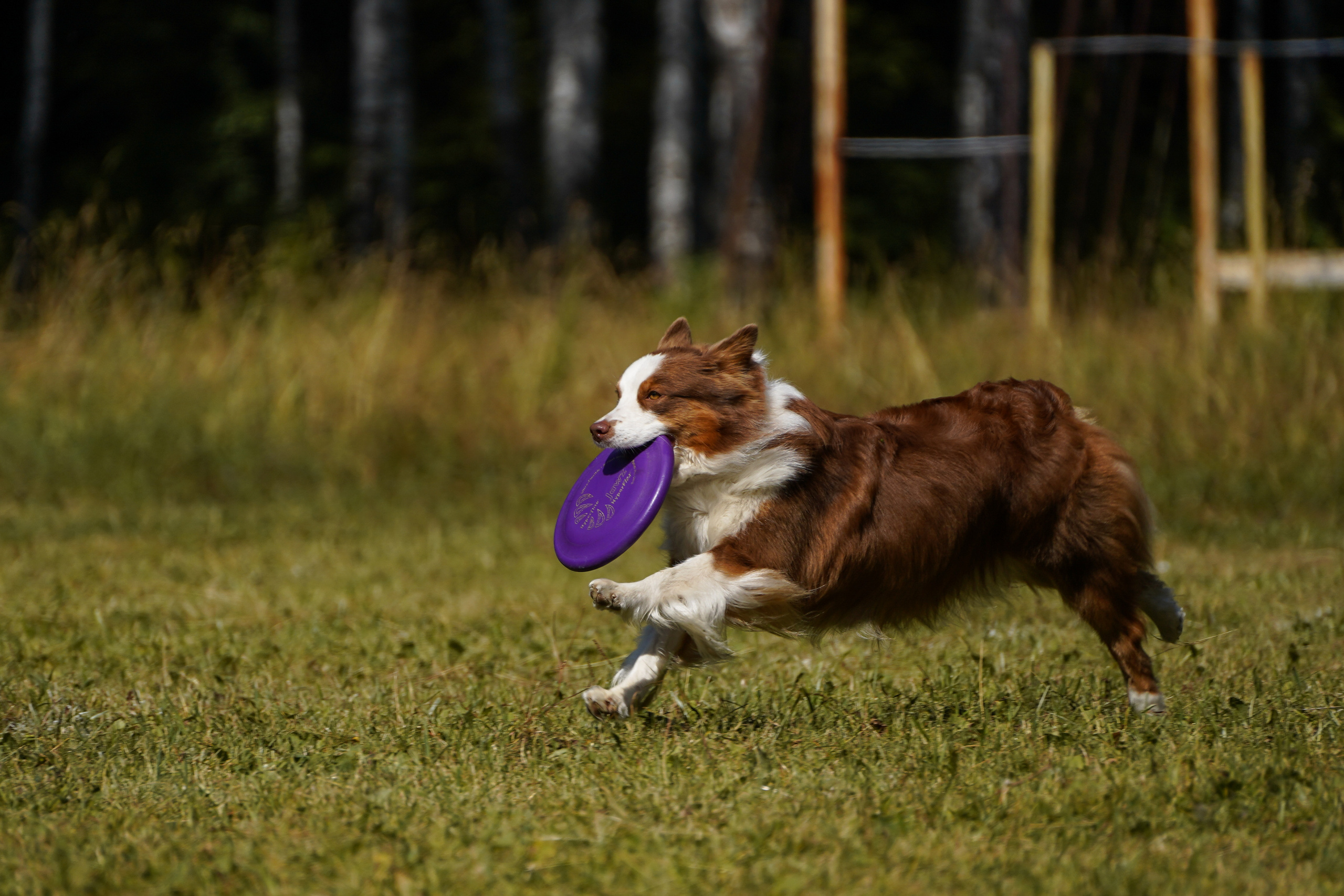 Фризби 27.08.23, Екатеринбург. Фотограф-анималист Анастасия Большакова
