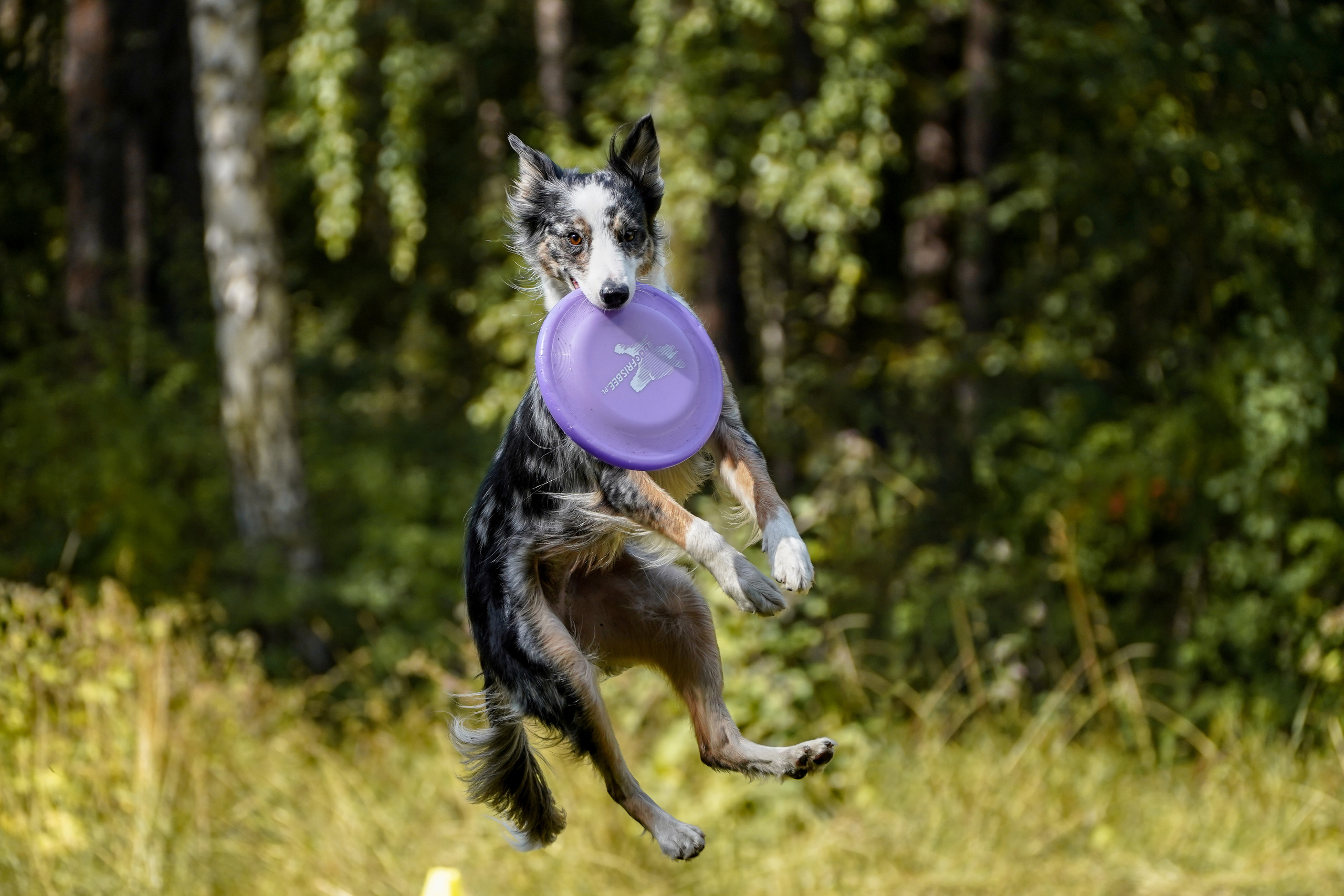 Фризби 27.08.23, Екатеринбург. Фотограф-анималист Анастасия Большакова