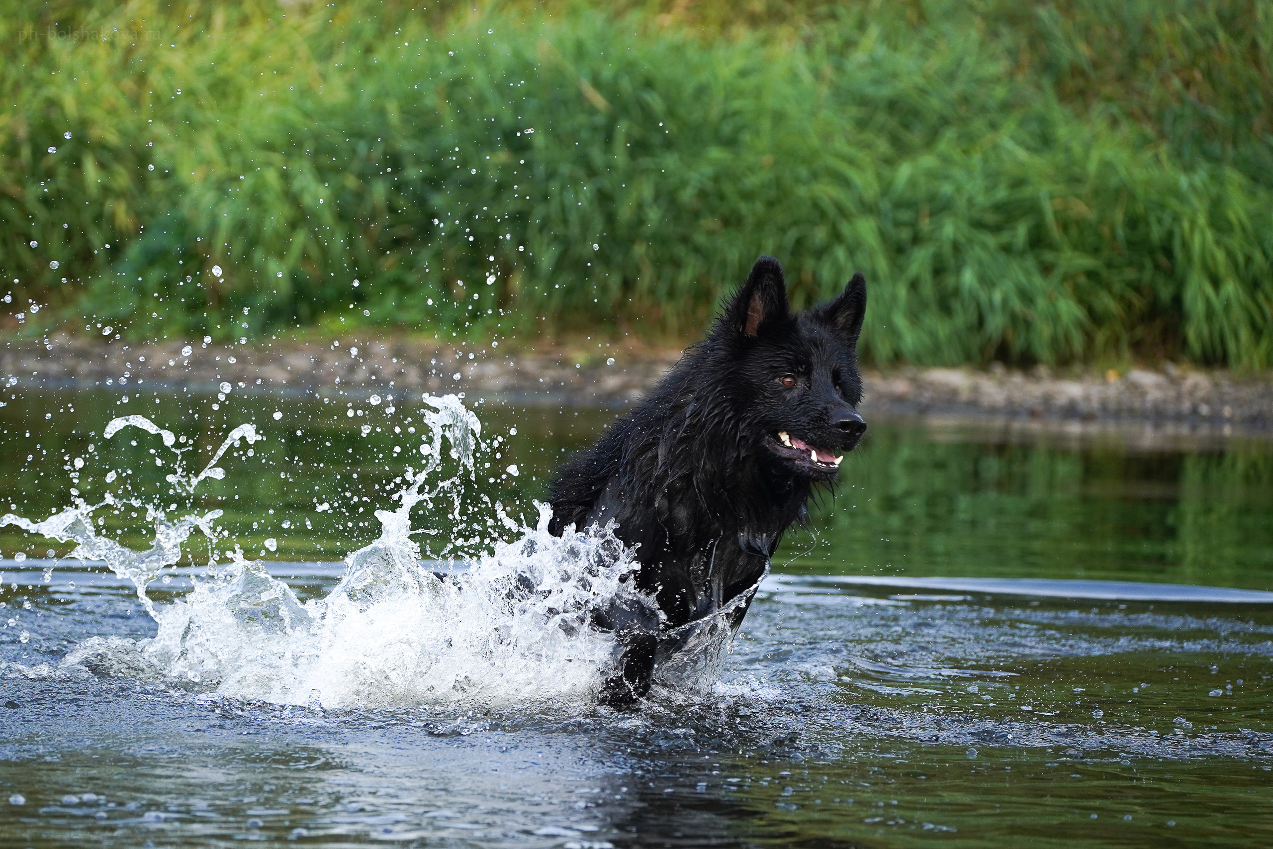 Кай. Фотограф-анималист Анастасия Большакова