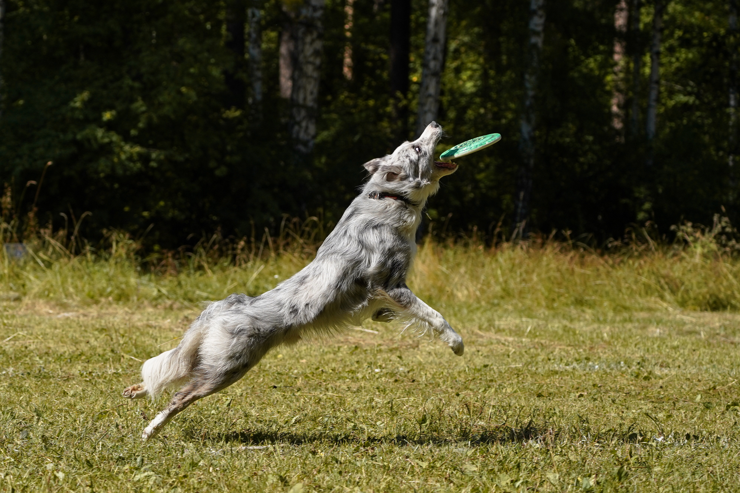 Фризби 27.08.23, Екатеринбург. Фотограф-анималист Анастасия Большакова