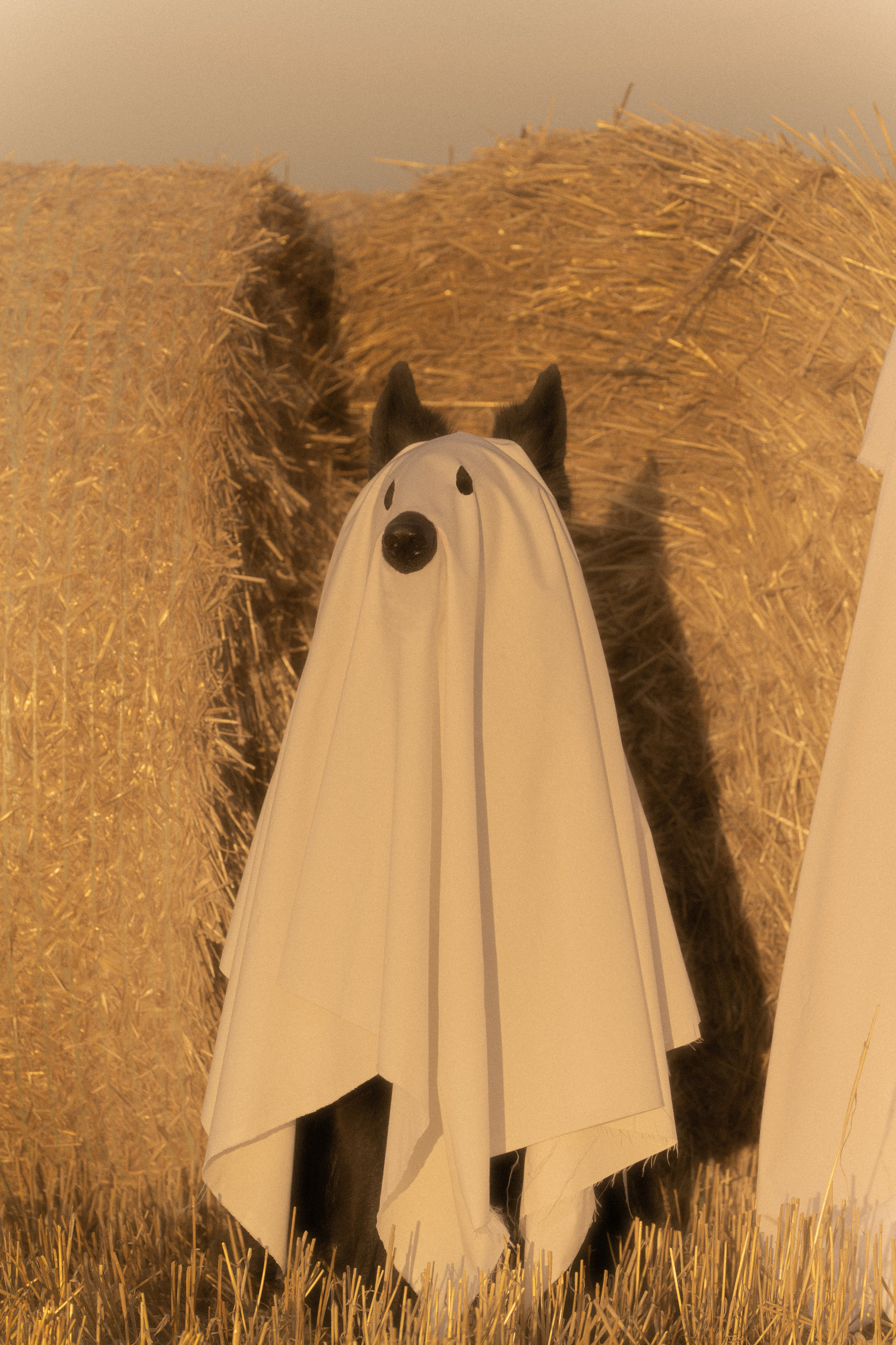 Ghosts. Фотограф-анималист Анастасия Большакова