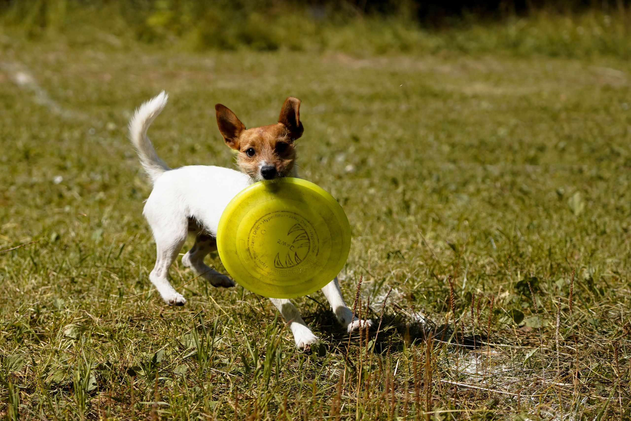 Фризби 27.08.23, Екатеринбург. Фотограф-анималист Анастасия Большакова