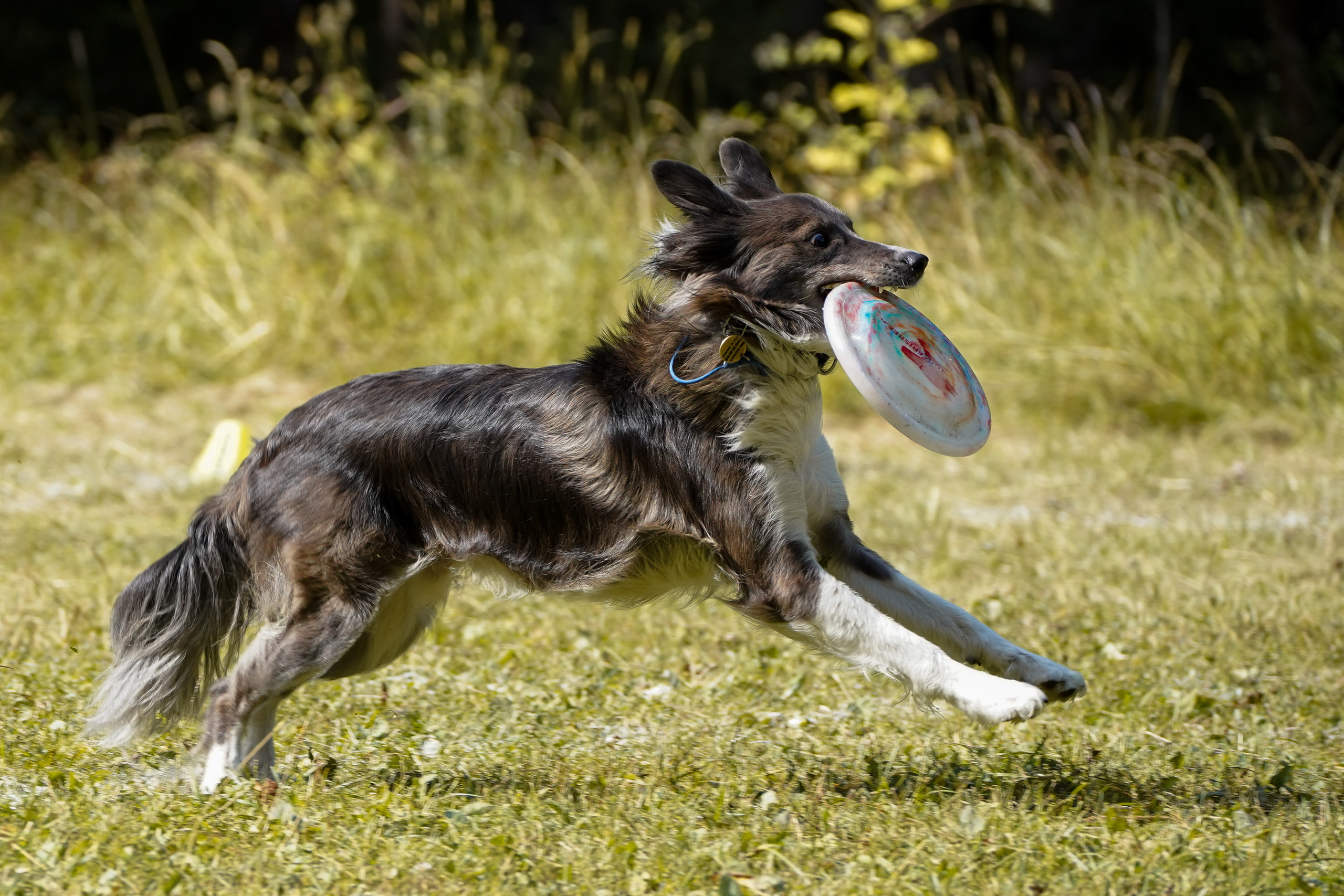 Фризби 27.08.23, Екатеринбург. Фотограф-анималист Анастасия Большакова