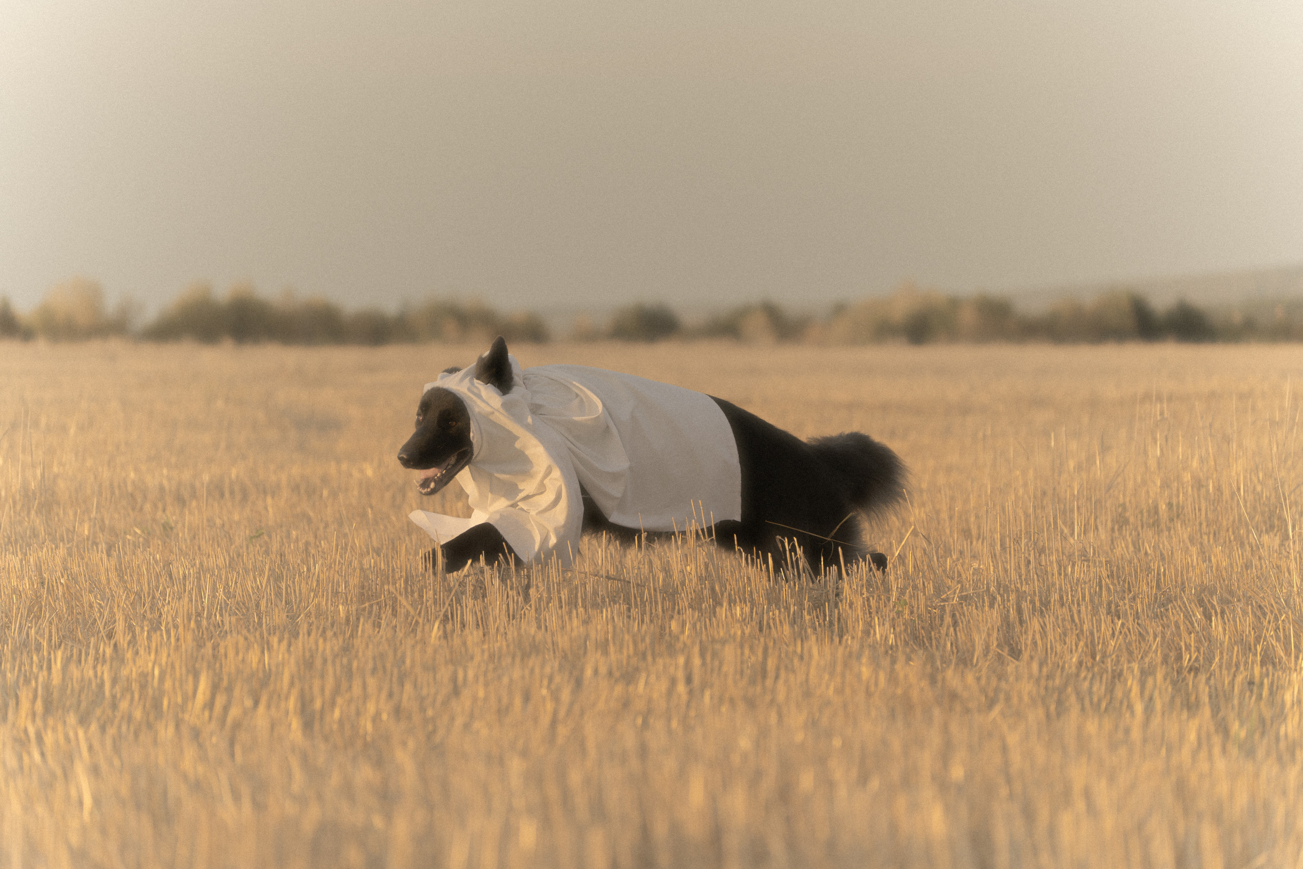 Ghosts. Фотограф-анималист Анастасия Большакова