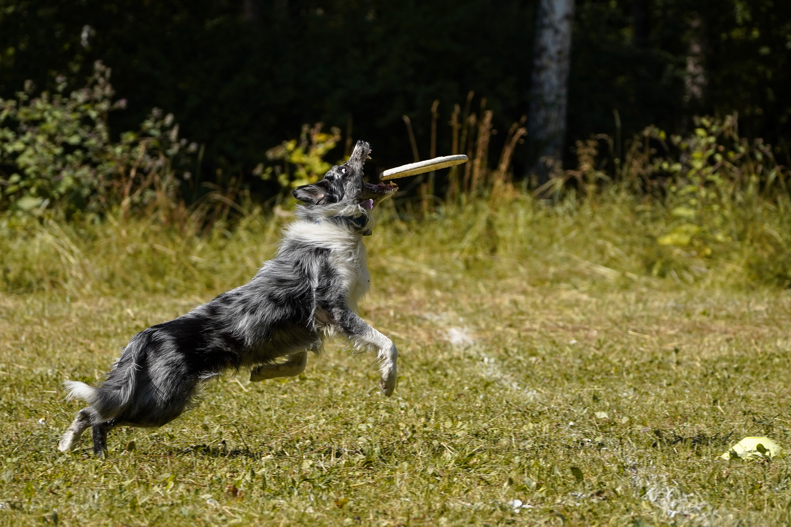 Фризби 27.08.23, Екатеринбург. Фотограф-анималист Анастасия Большакова