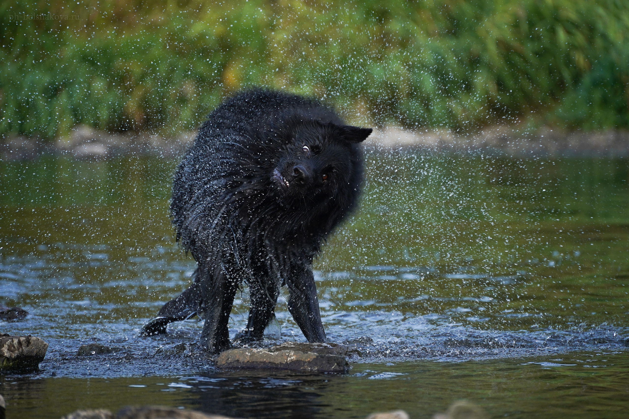 Кай. Фотограф-анималист Анастасия Большакова