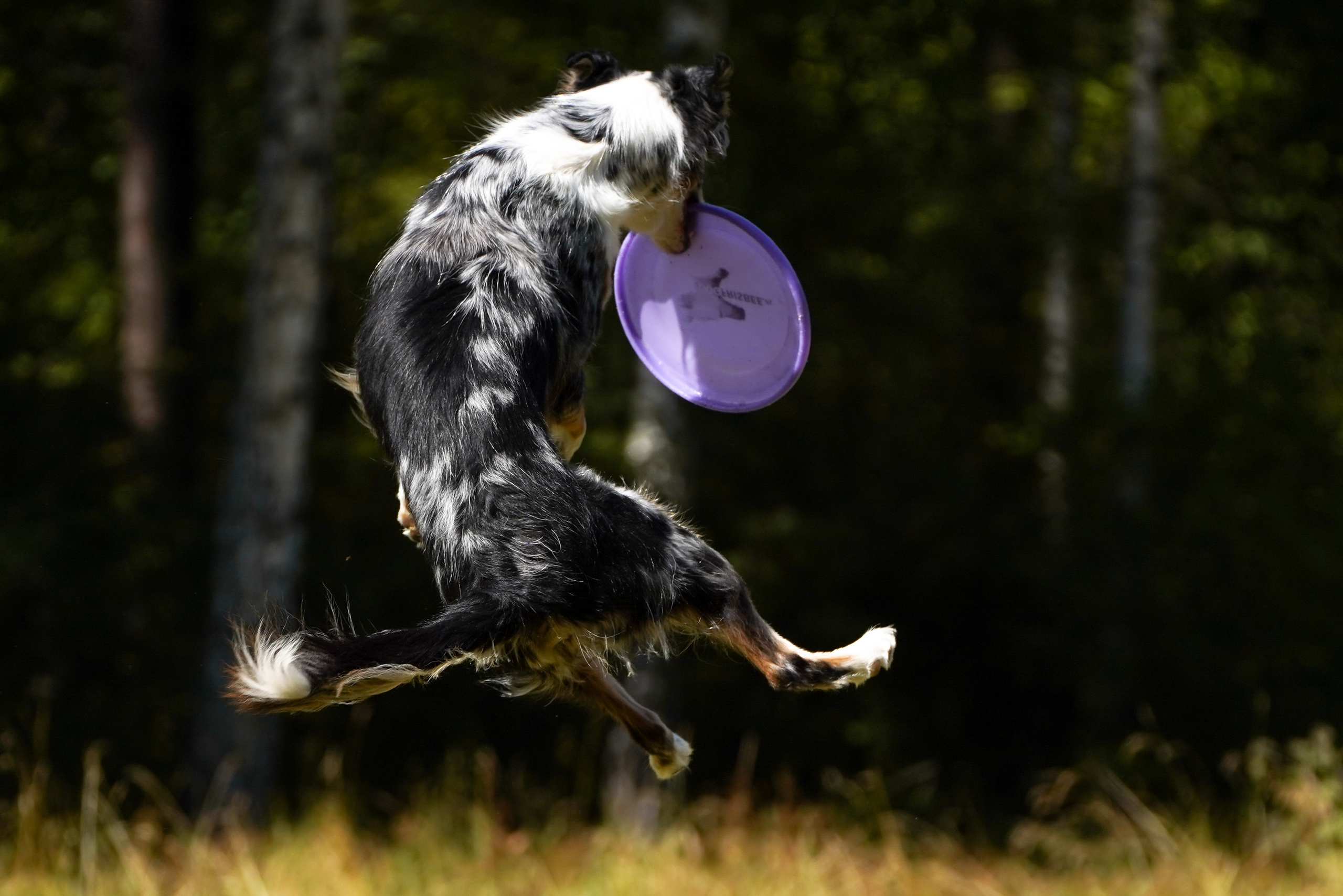 Фризби 27.08.23, Екатеринбург. Фотограф-анималист Анастасия Большакова