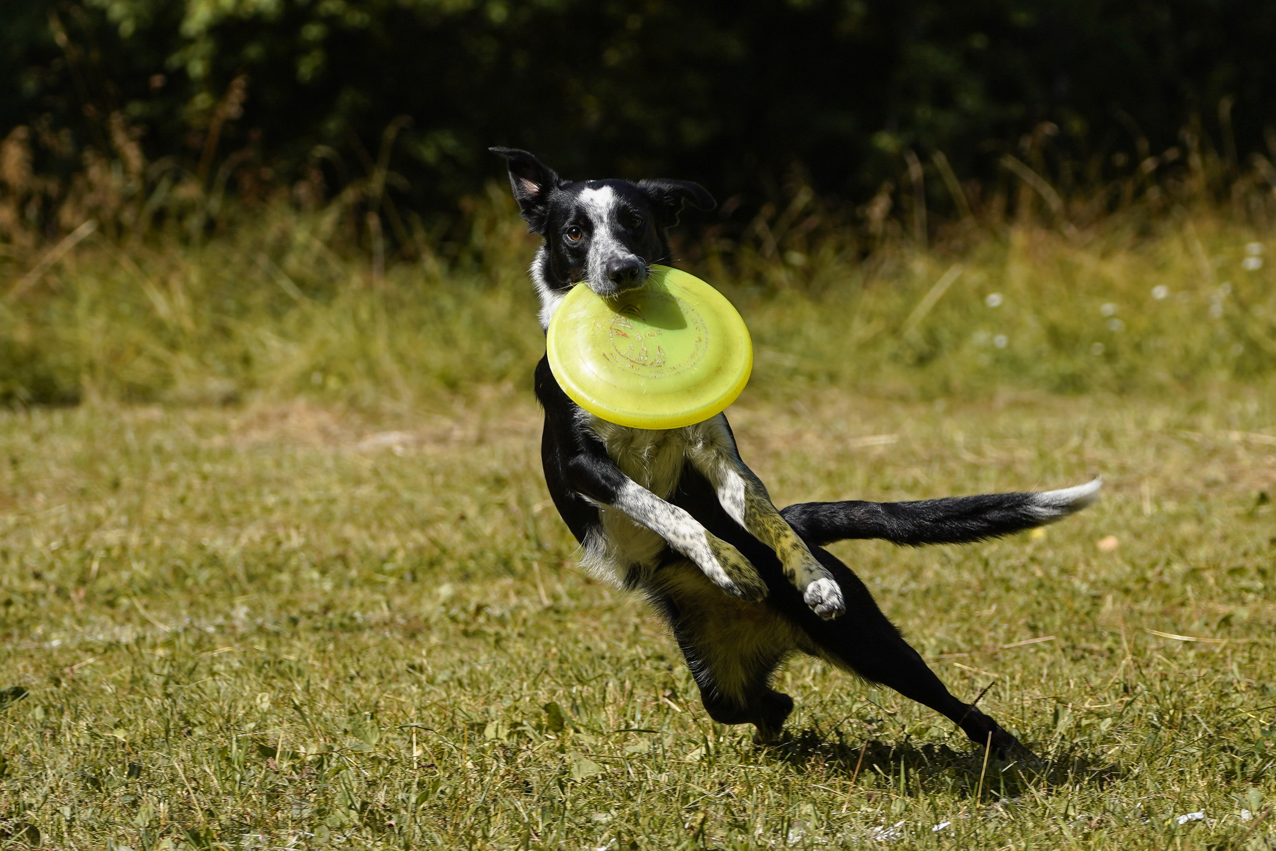 Фризби 27.08.23, Екатеринбург. Фотограф-анималист Анастасия Большакова