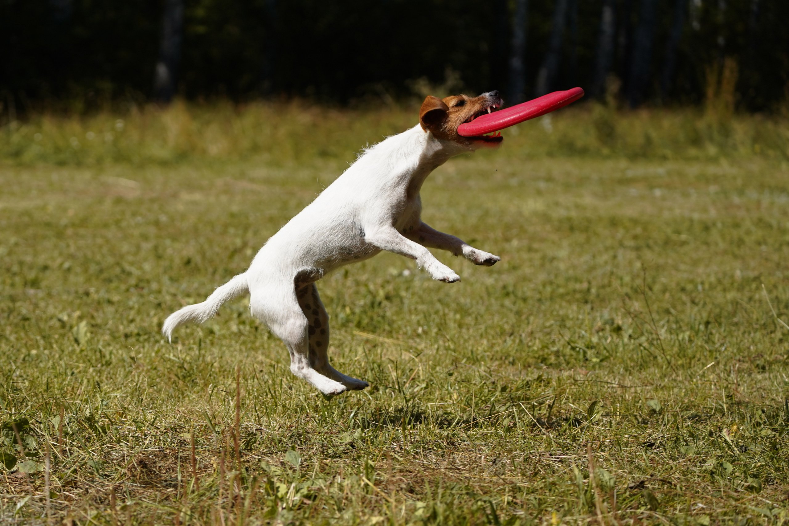 Фризби 27.08.23, Екатеринбург. Фотограф-анималист Анастасия Большакова