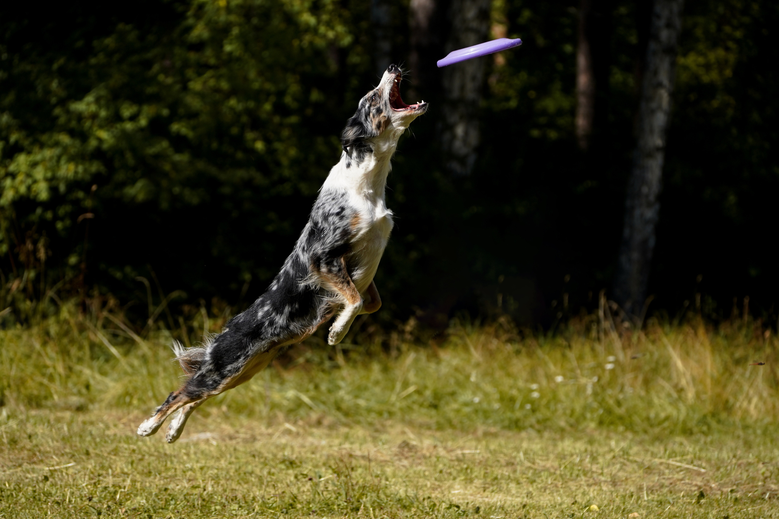 Фризби 27.08.23, Екатеринбург. Фотограф-анималист Анастасия Большакова