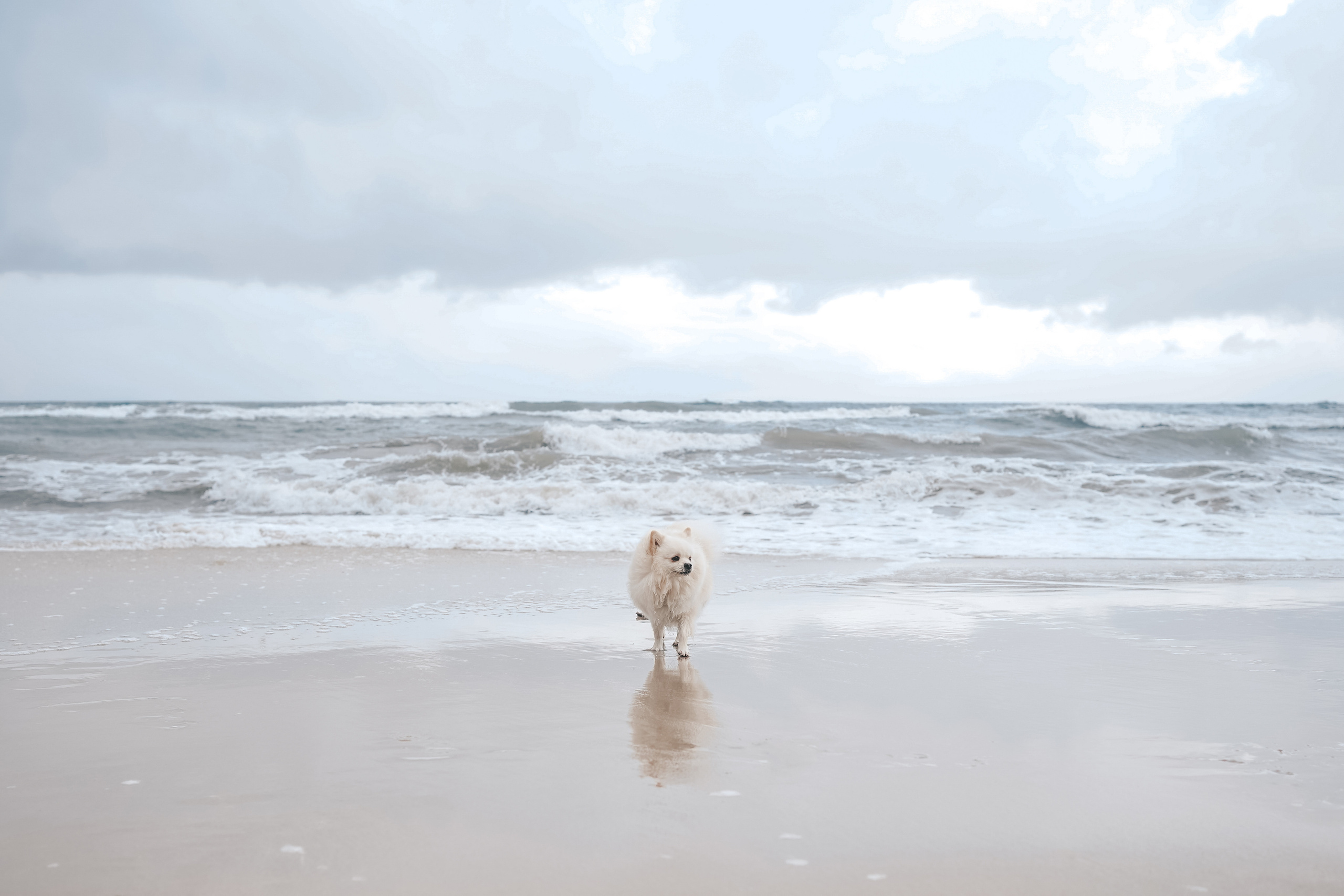 Шпиц. г. Зеленоградск. Фотограф-анималист Анастасия Большакова