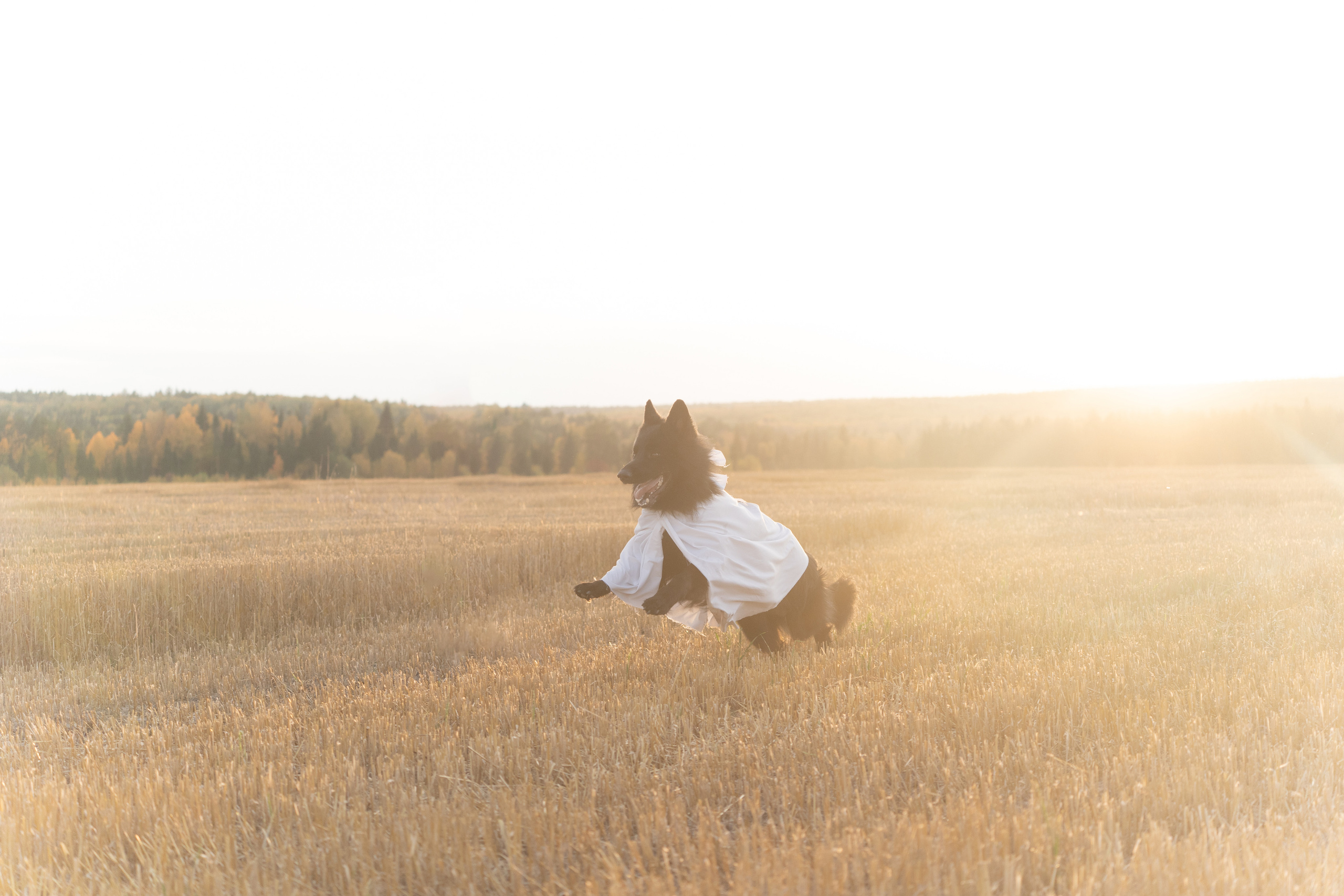 Ghosts. Фотограф-анималист Анастасия Большакова