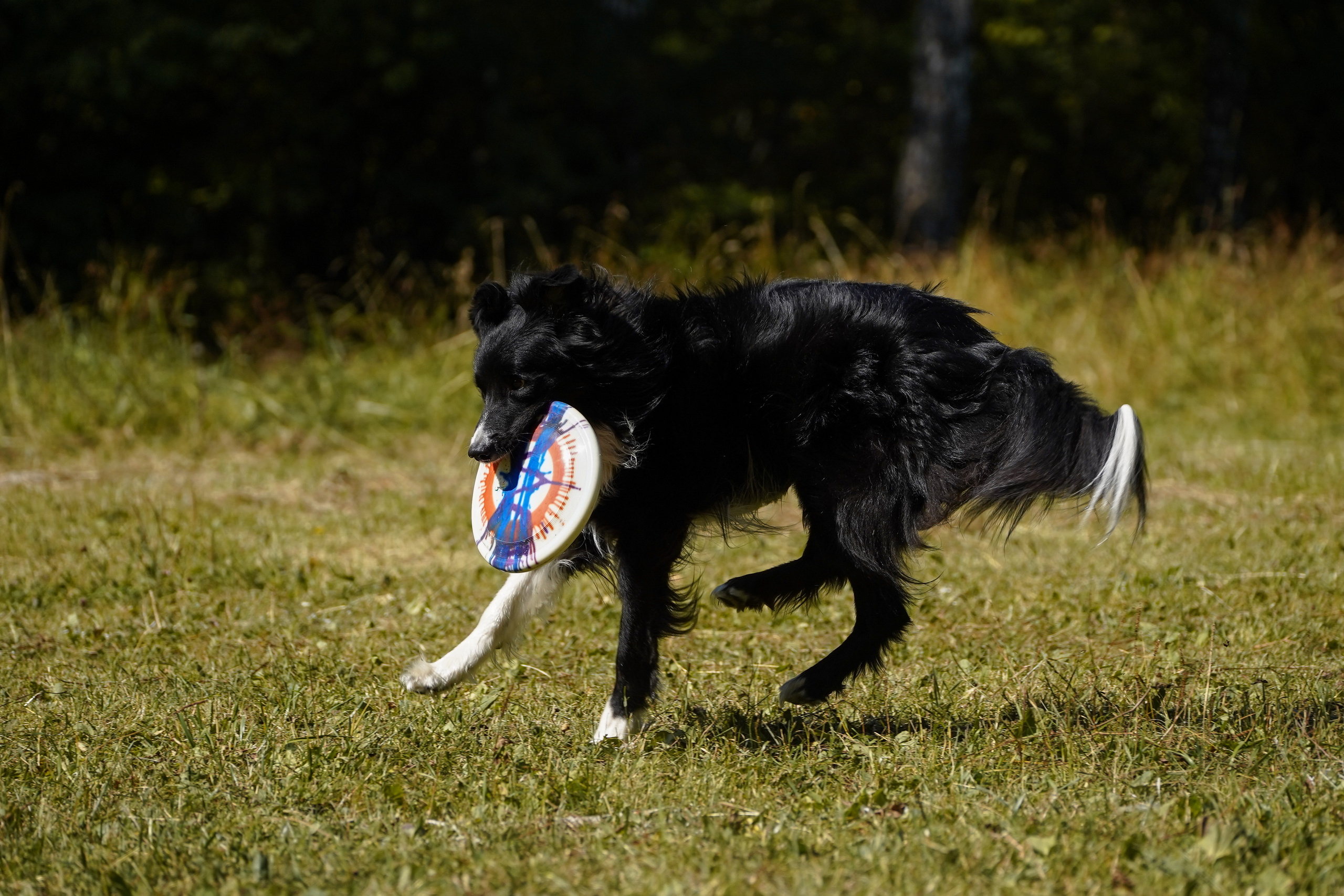 Фризби 27.08.23, Екатеринбург. Фотограф-анималист Анастасия Большакова