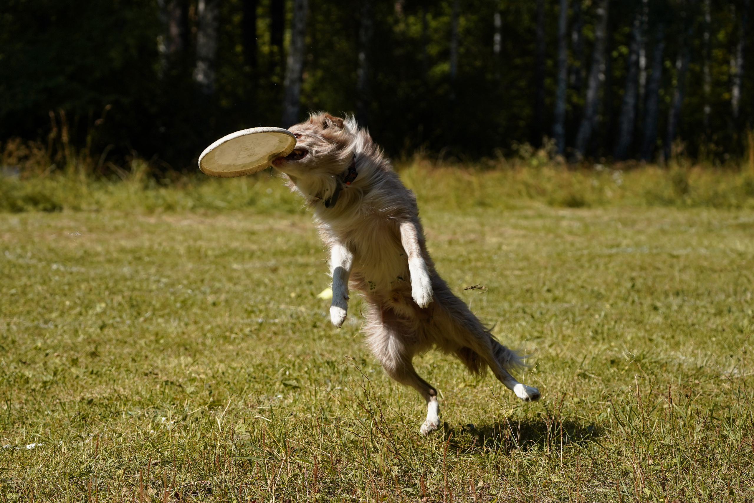 Фризби 27.08.23, Екатеринбург. Фотограф-анималист Анастасия Большакова