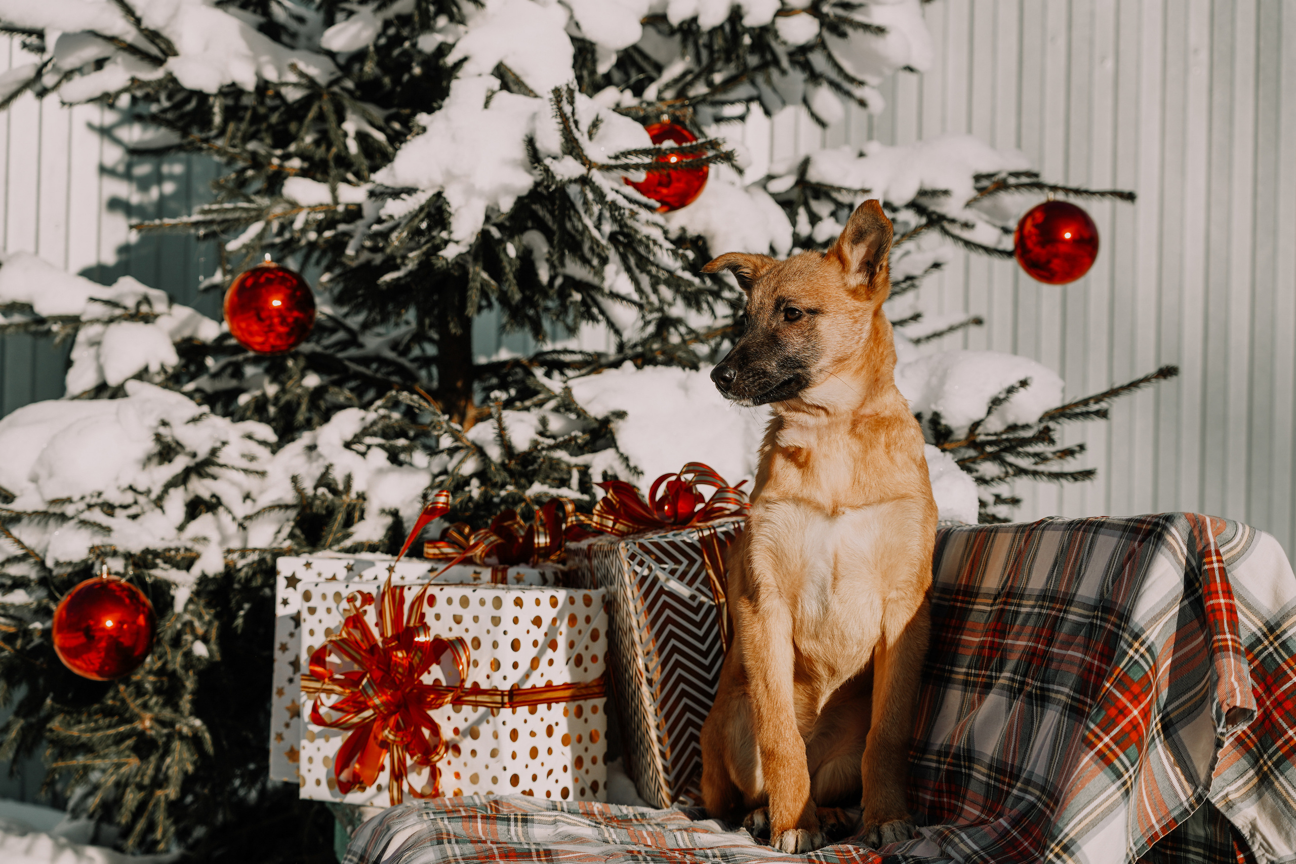 Подопечные приюта. Фотограф-анималист Анастасия Большакова