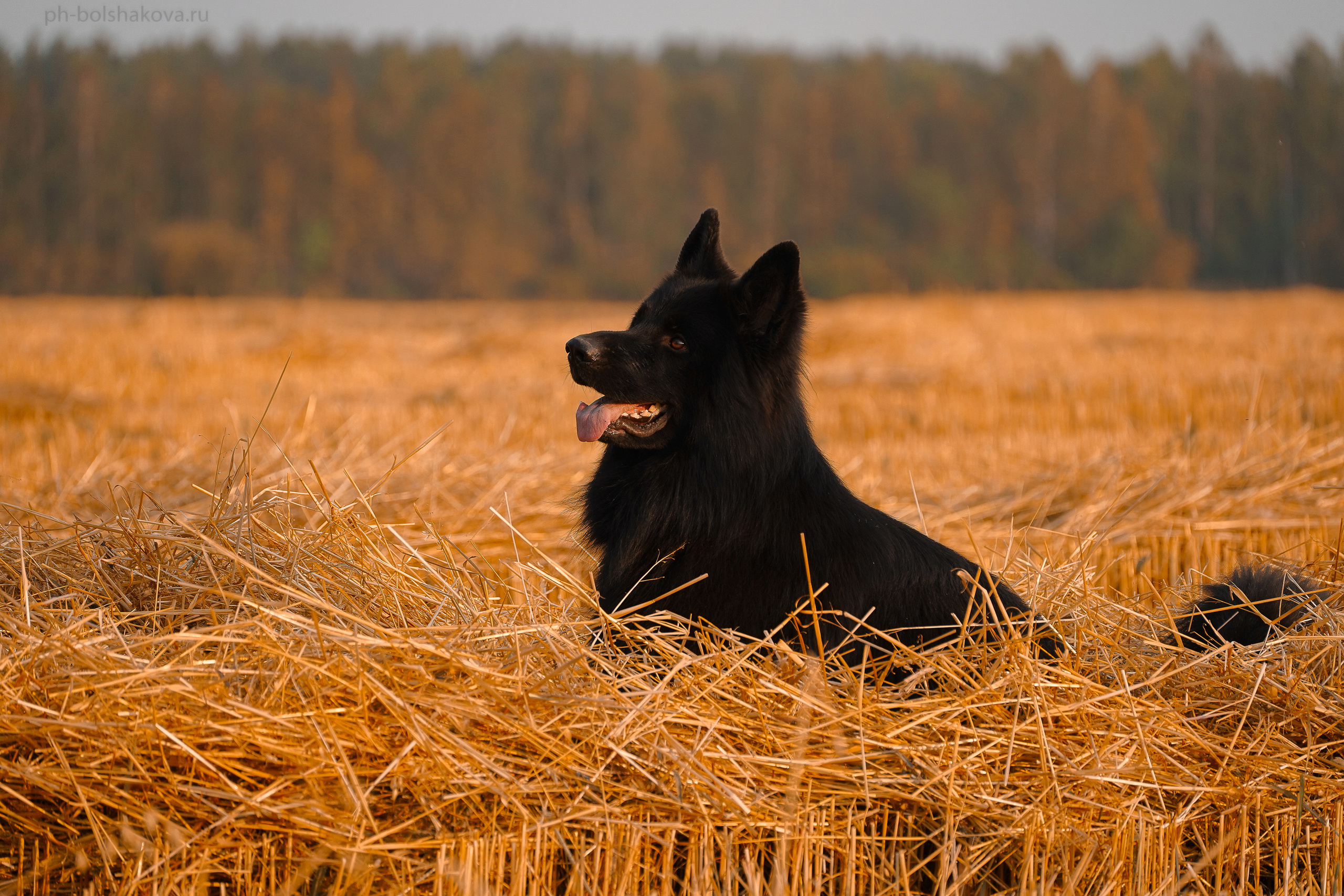 Кай. Фотограф-анималист Анастасия Большакова