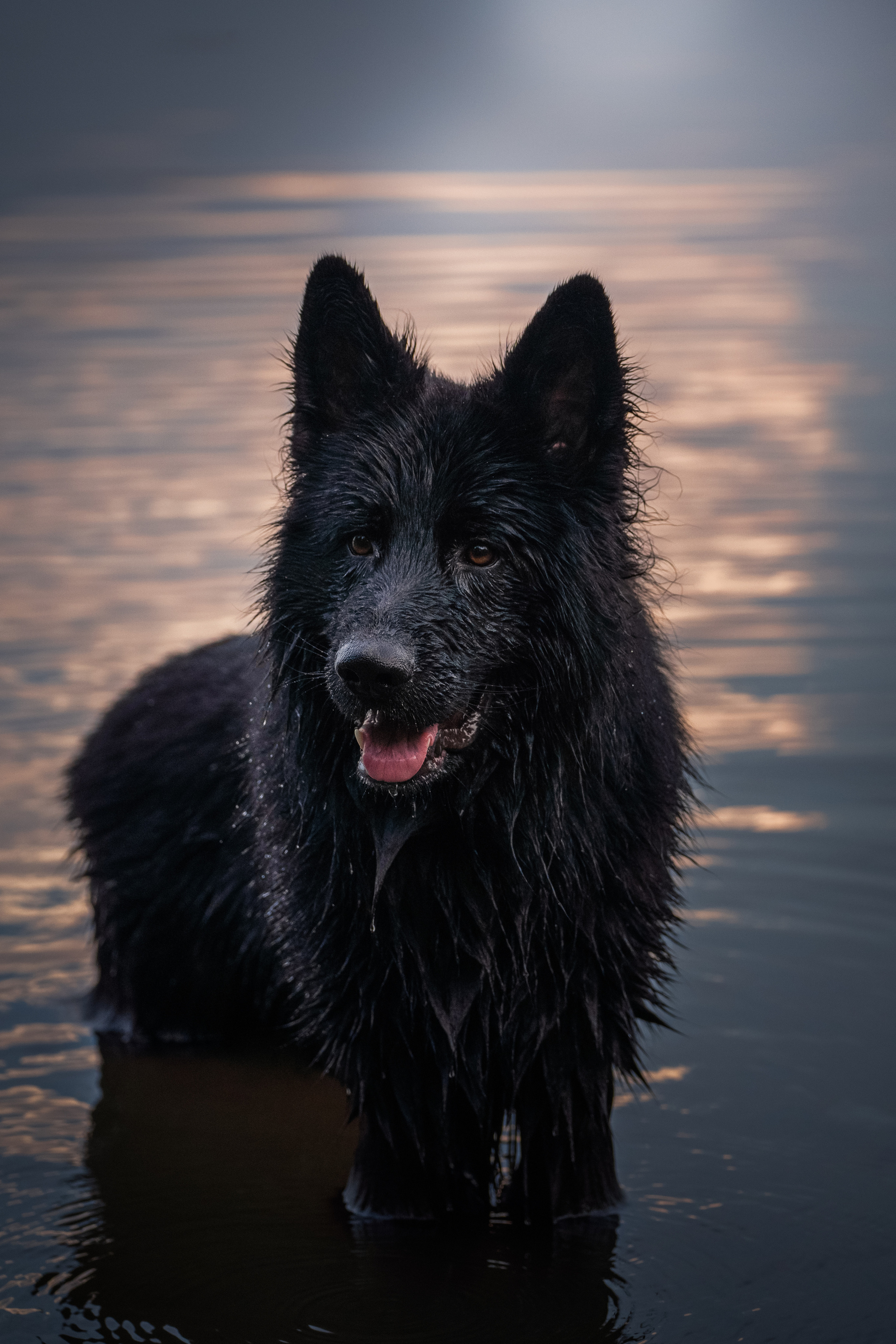 Кай. Фотограф-анималист Анастасия Большакова