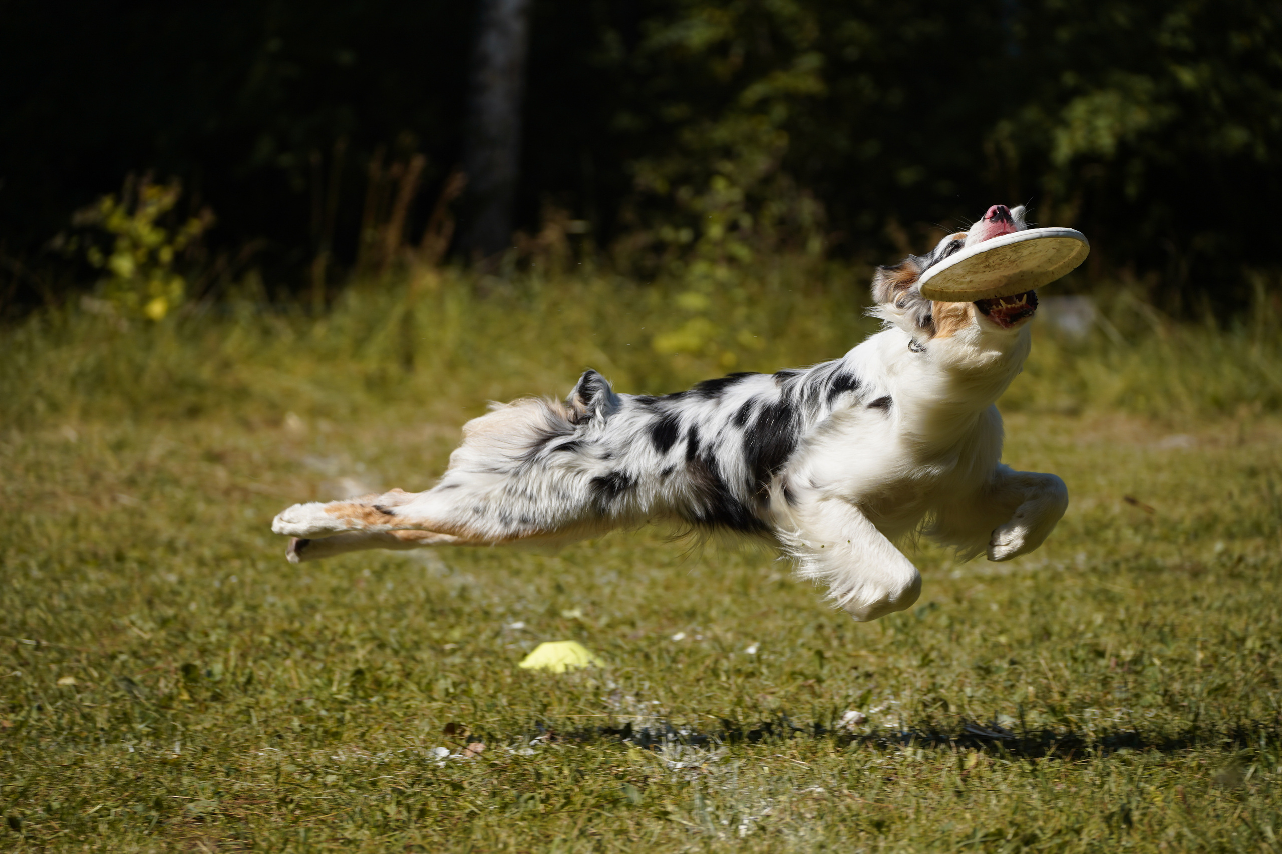 Фризби 27.08.23, Екатеринбург. Фотограф-анималист Анастасия Большакова