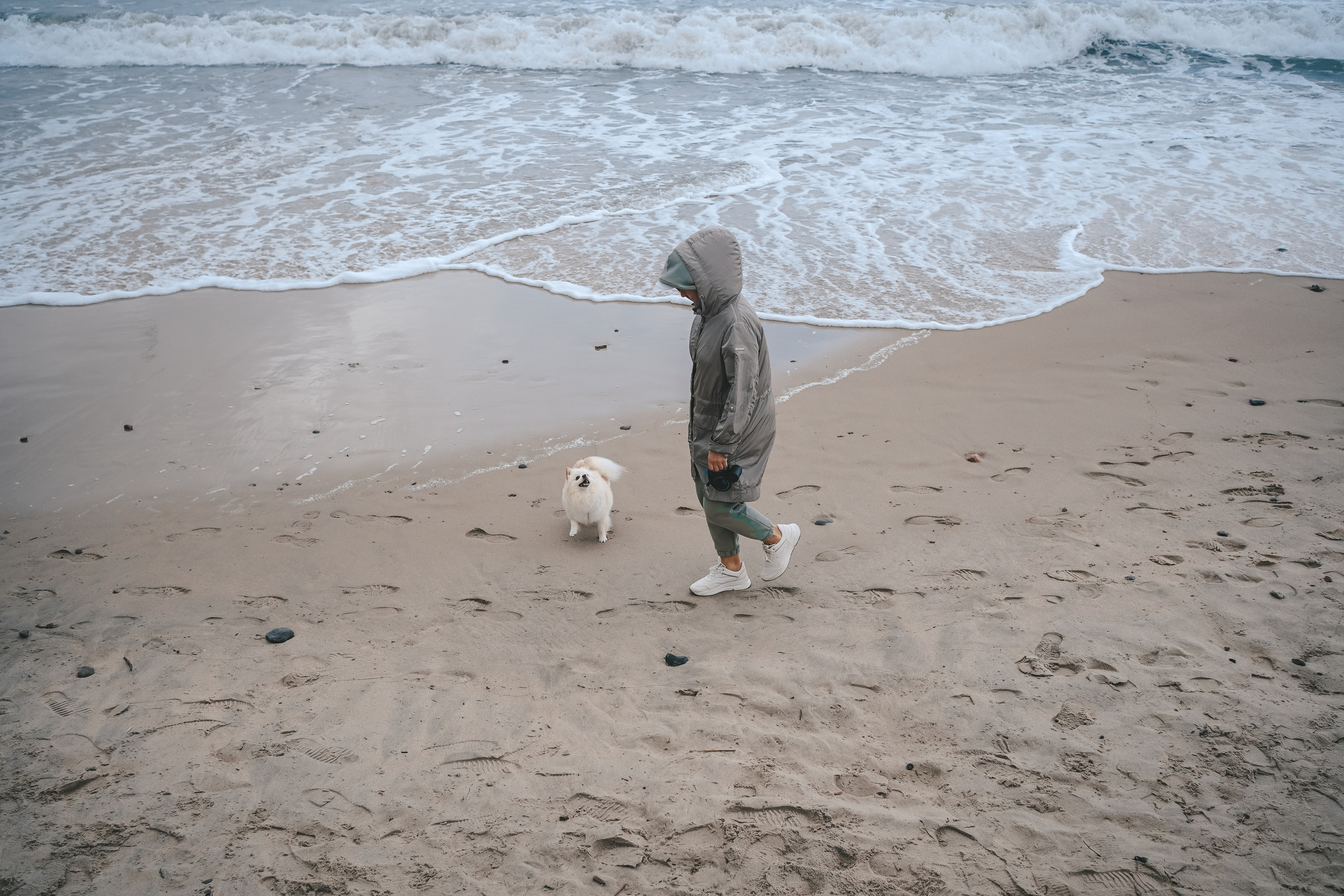 Шпиц. г. Зеленоградск. Фотограф-анималист Анастасия Большакова