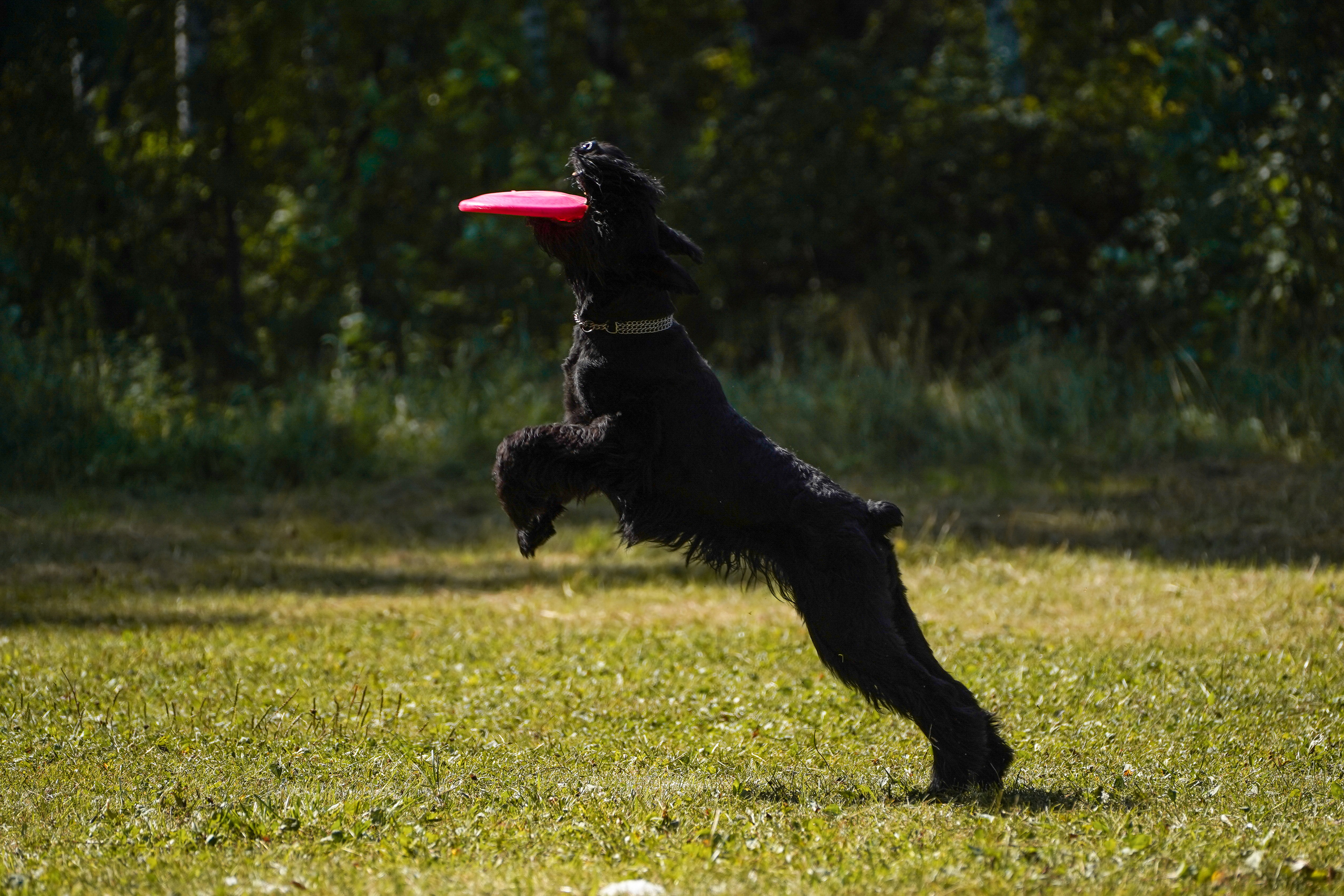 Фризби 27.08.23, Екатеринбург. Фотограф-анималист Анастасия Большакова