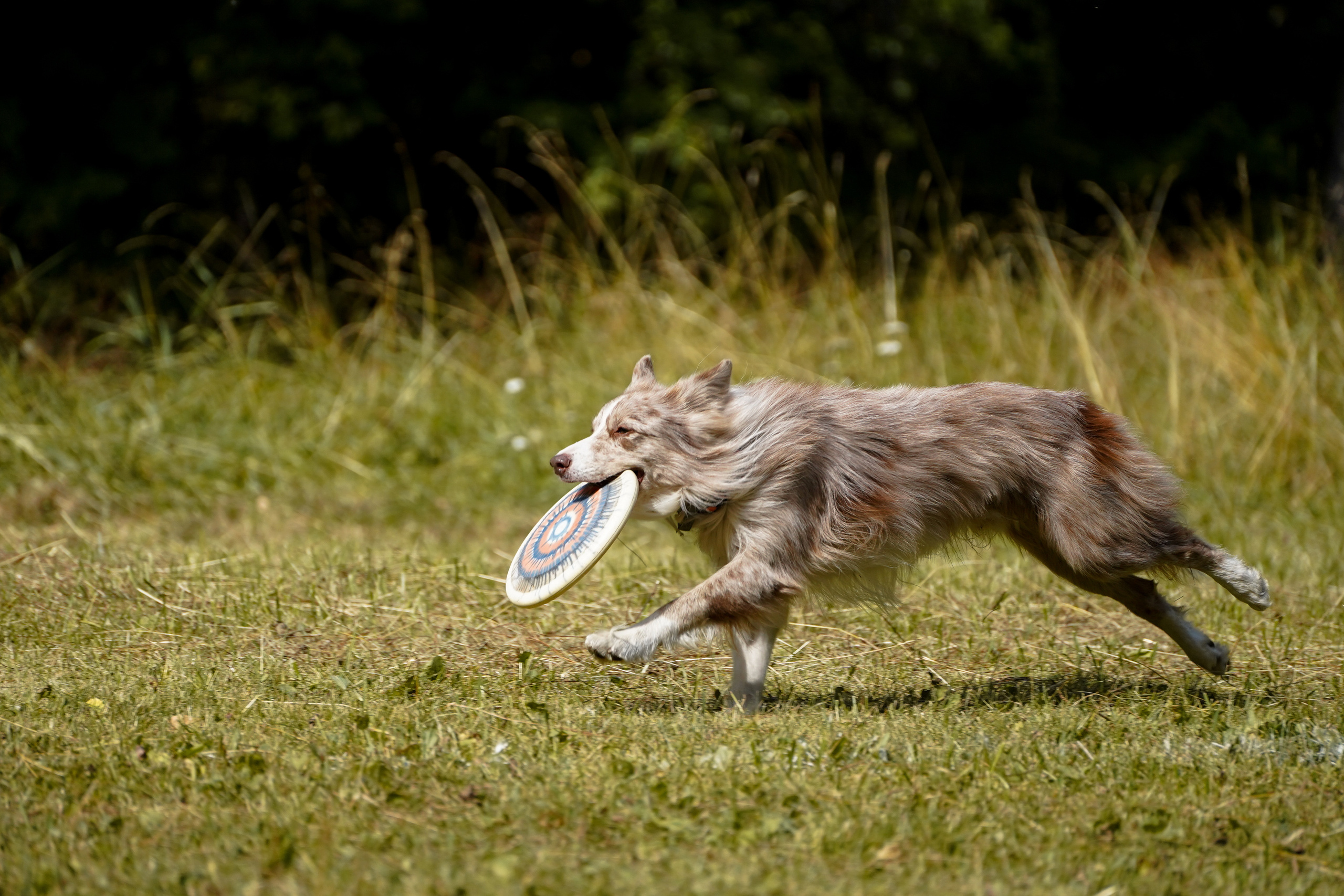 Фризби 27.08.23, Екатеринбург. Фотограф-анималист Анастасия Большакова