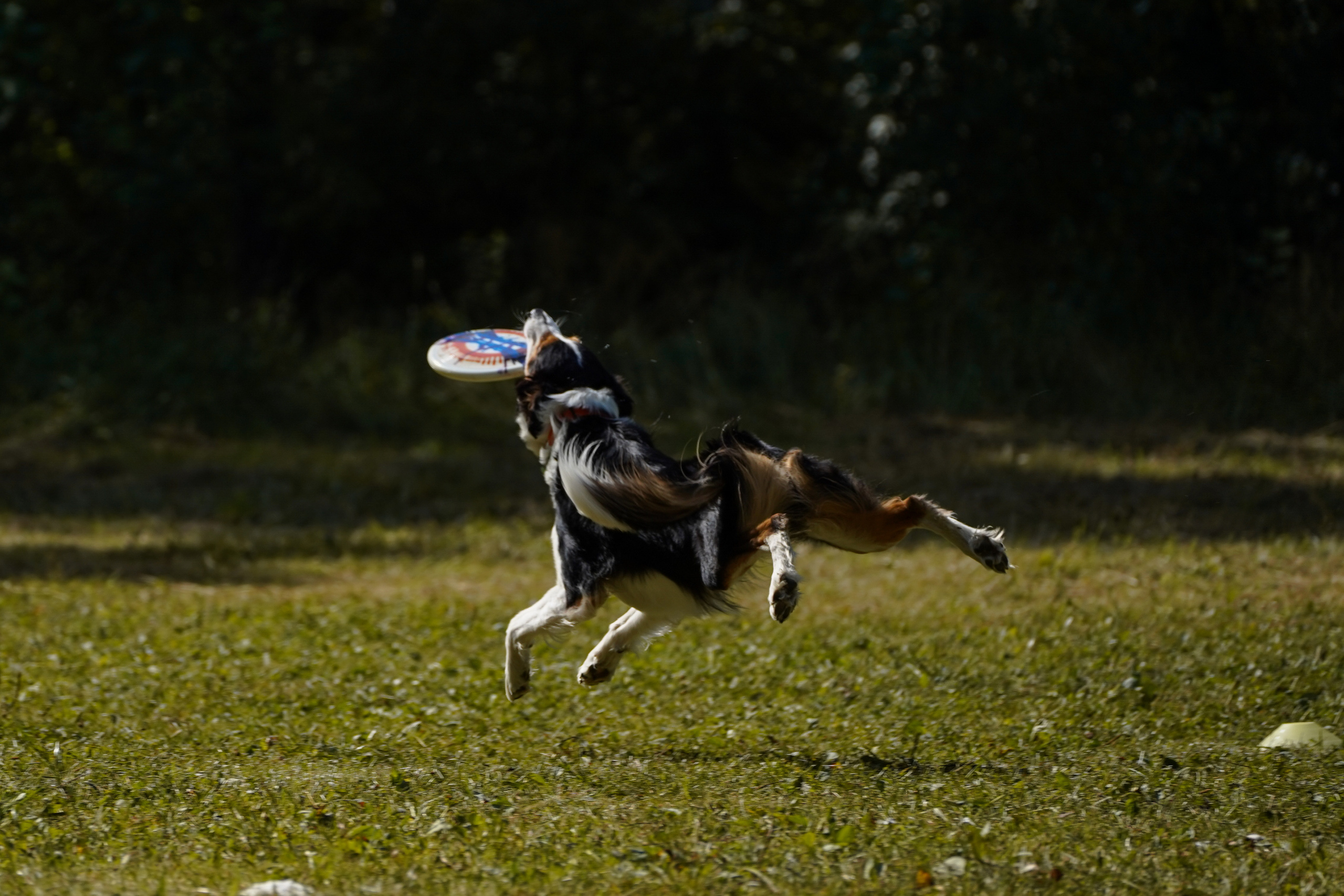 Фризби 27.08.23, Екатеринбург. Фотограф-анималист Анастасия Большакова
