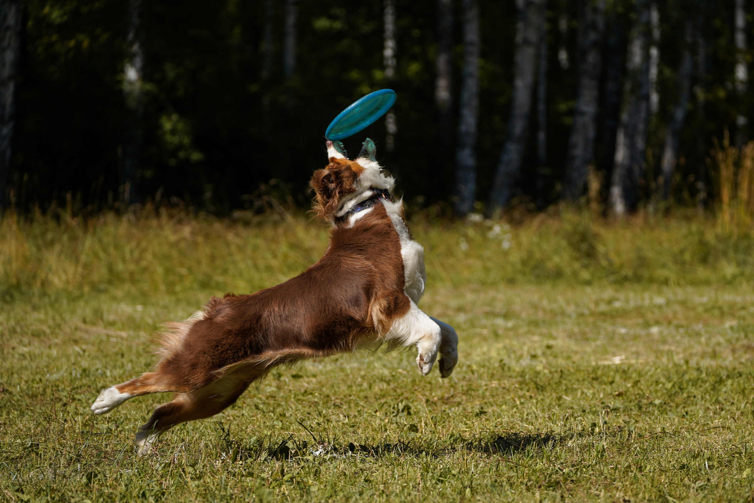 Фризби 27.08.23, Екатеринбург. Фотограф-анималист Анастасия Большакова