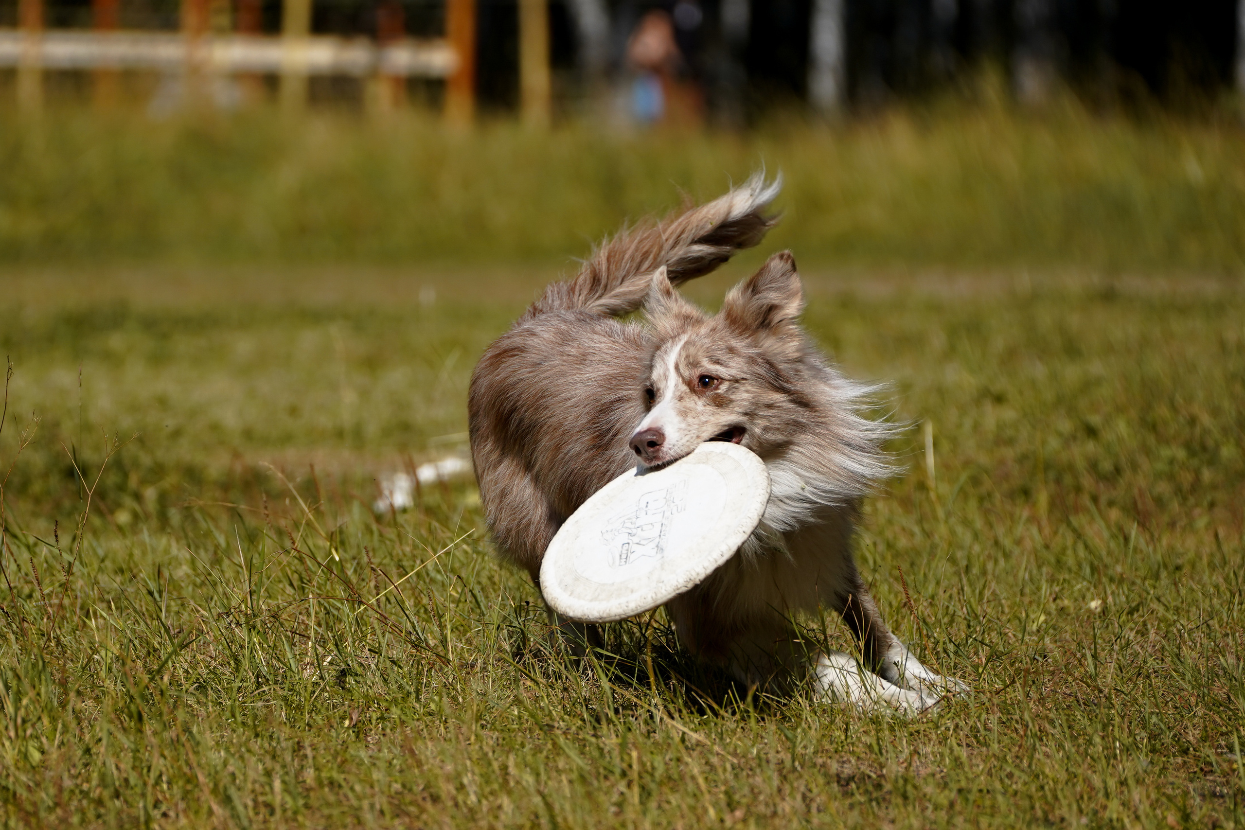 Фризби 27.08.23, Екатеринбург. Фотограф-анималист Анастасия Большакова