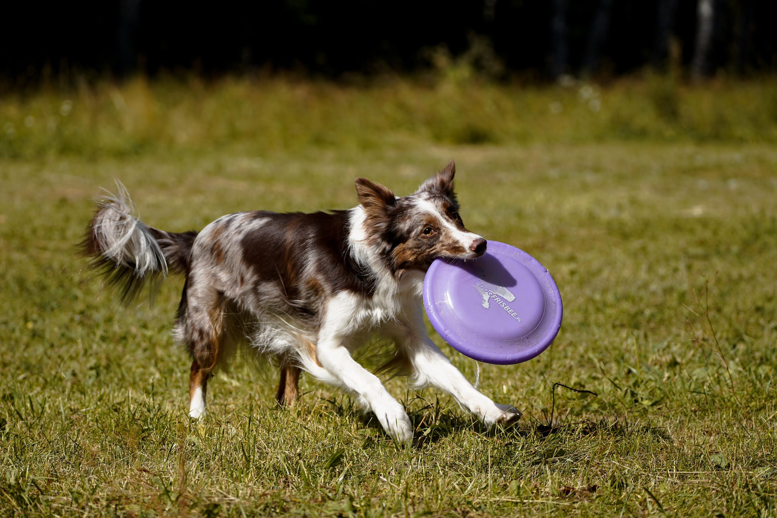 Фризби 27.08.23, Екатеринбург. Фотограф-анималист Анастасия Большакова