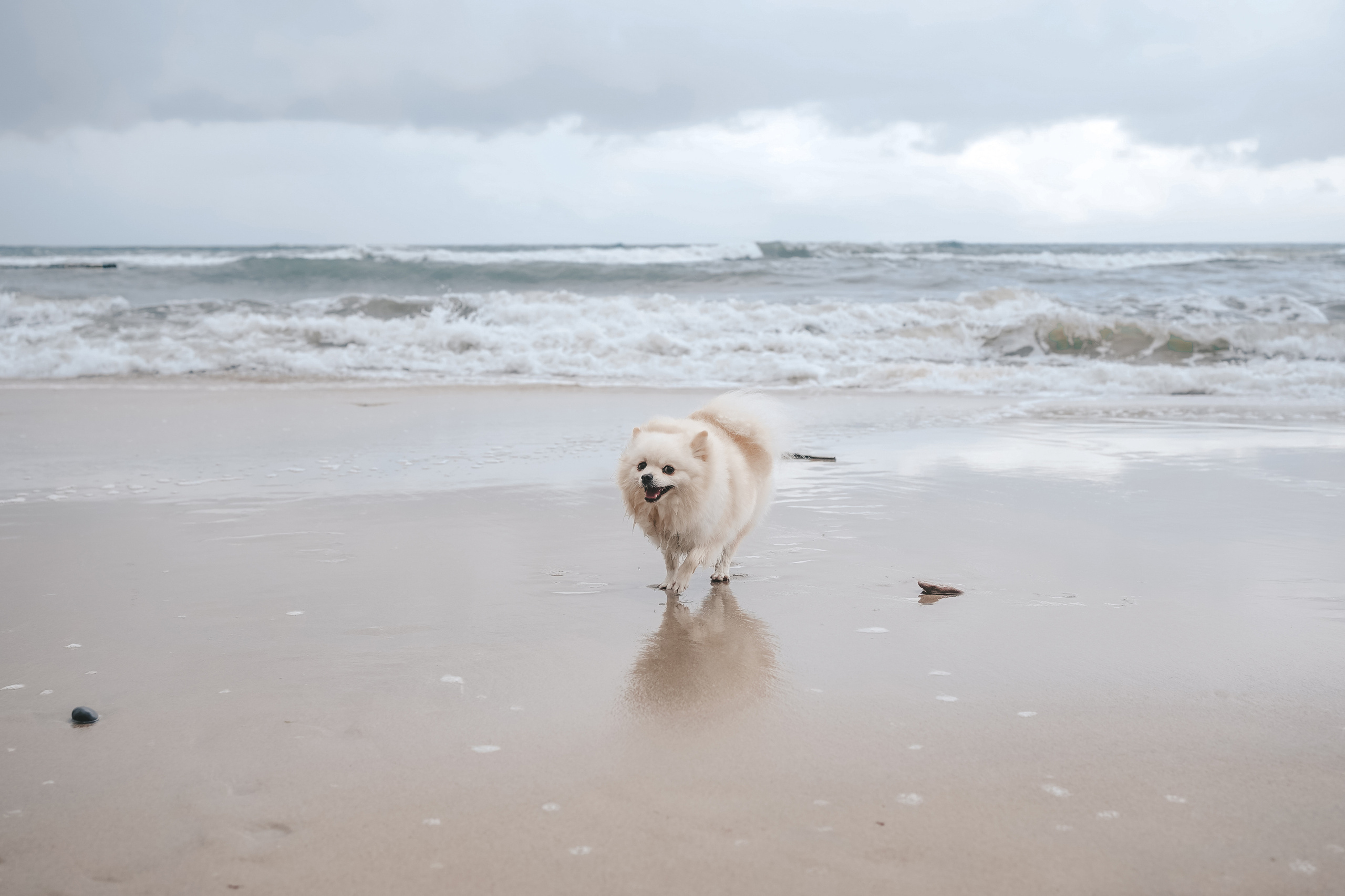 Шпиц. г. Зеленоградск. Фотограф-анималист Анастасия Большакова