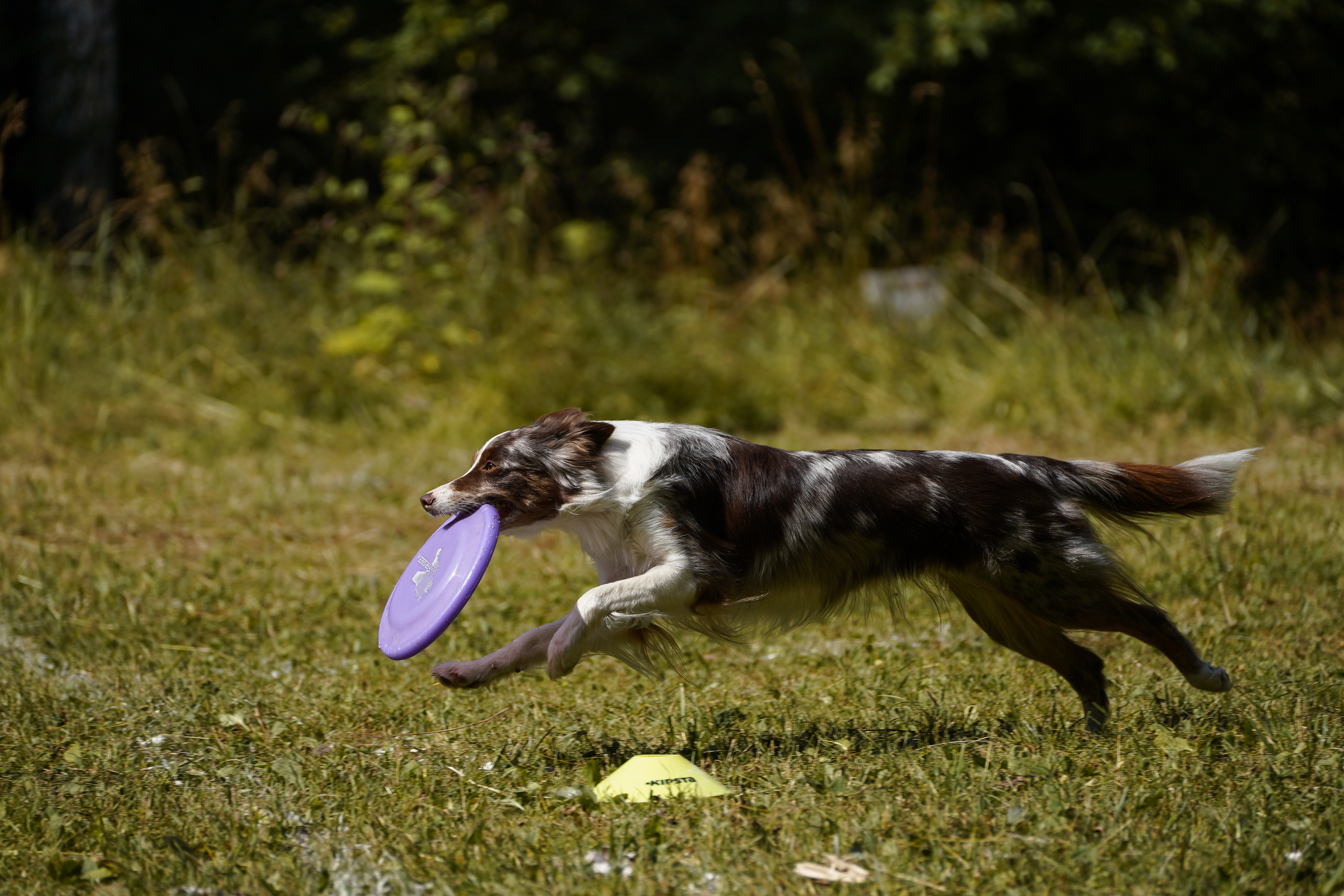 Фризби 27.08.23, Екатеринбург. Фотограф-анималист Анастасия Большакова