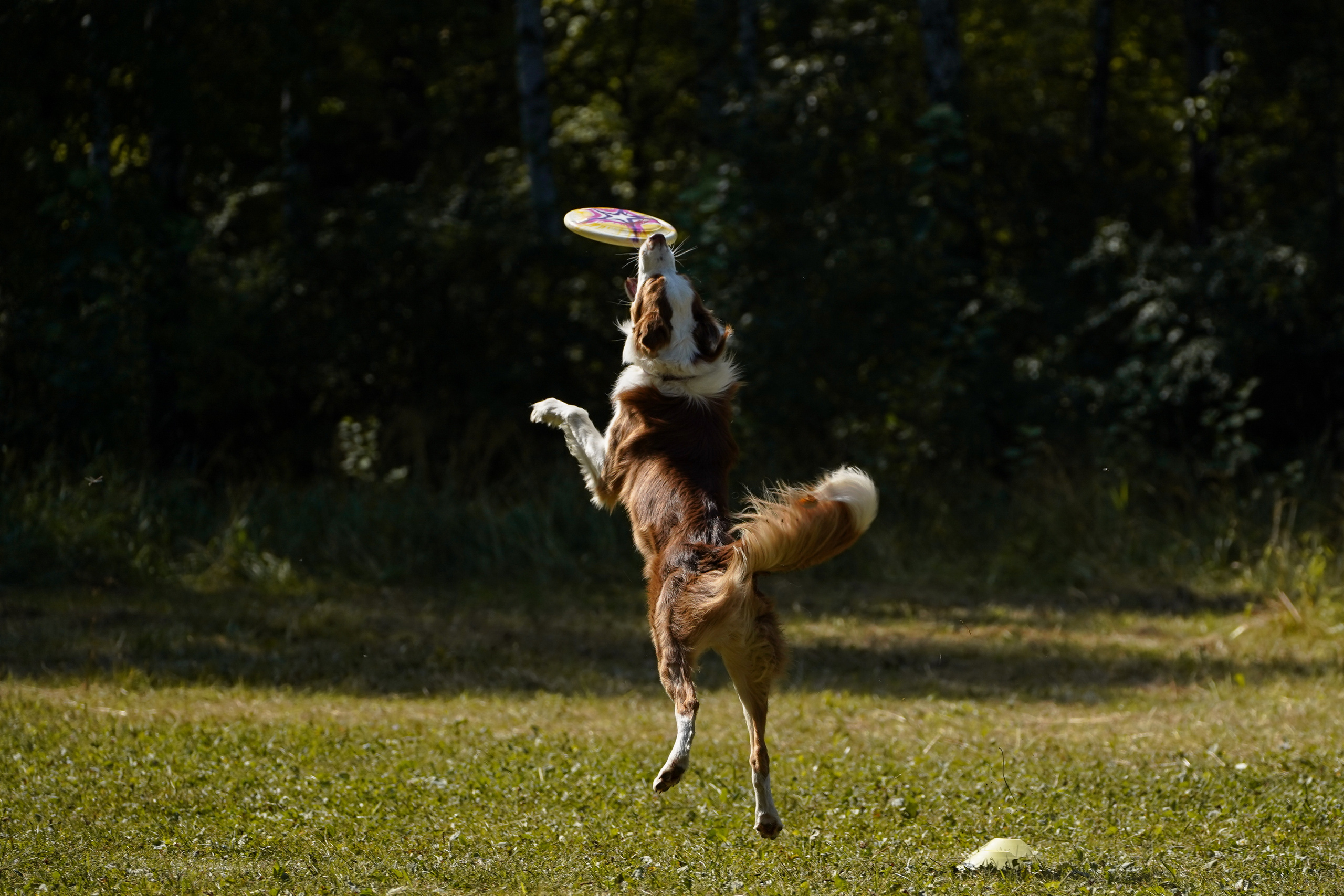 Фризби 27.08.23, Екатеринбург. Фотограф-анималист Анастасия Большакова