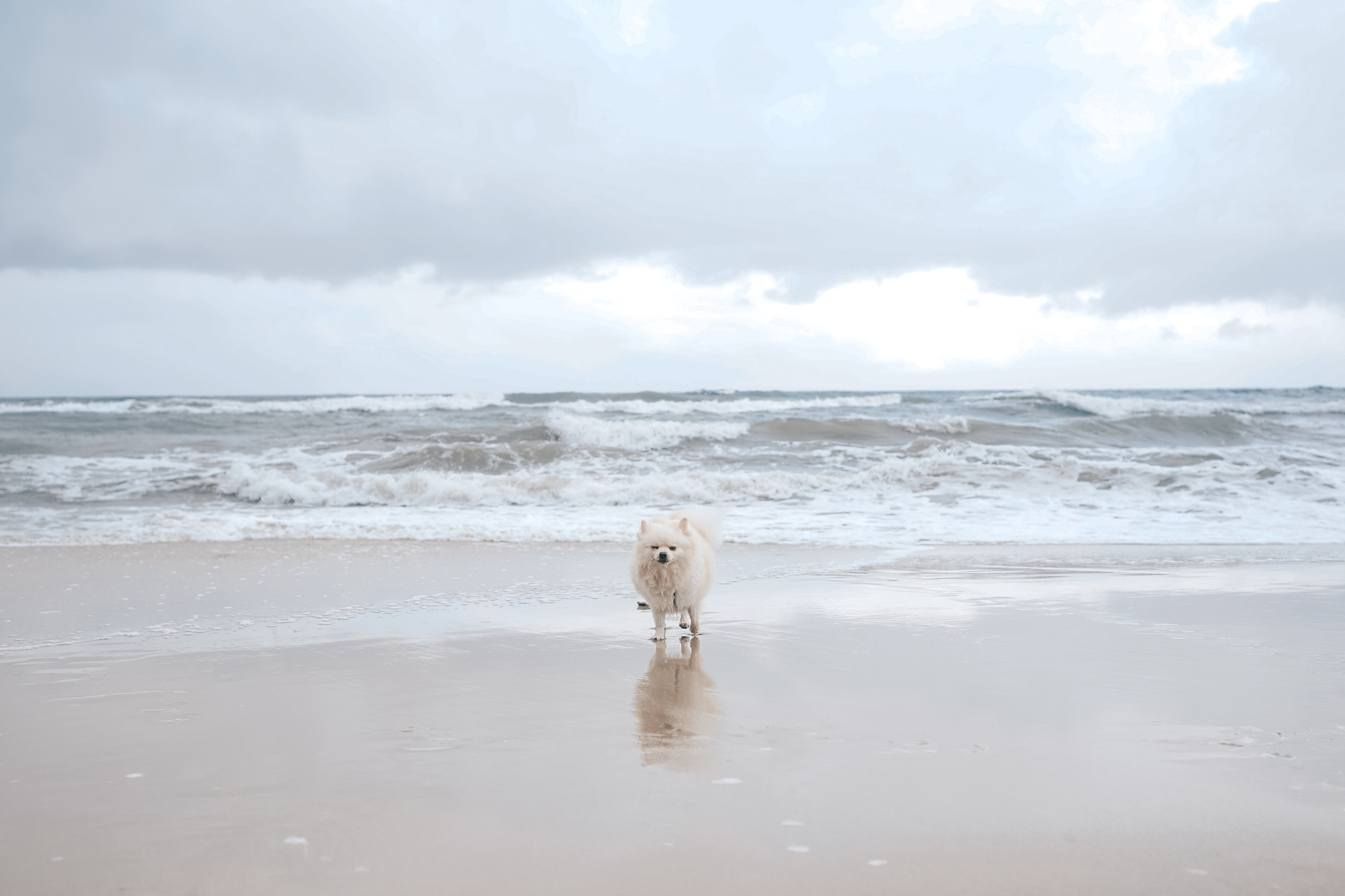 Шпиц. г. Зеленоградск. Фотограф-анималист Анастасия Большакова