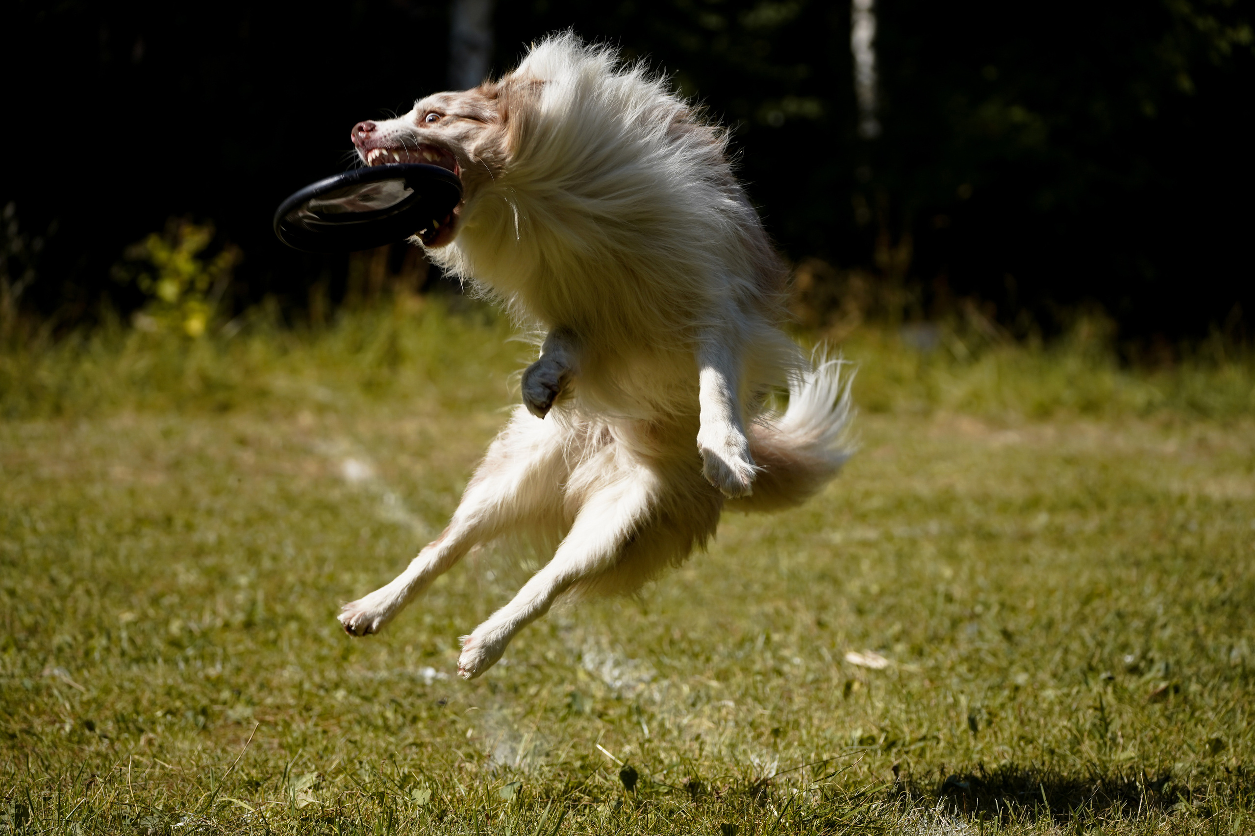Фризби 27.08.23, Екатеринбург. Фотограф-анималист Анастасия Большакова