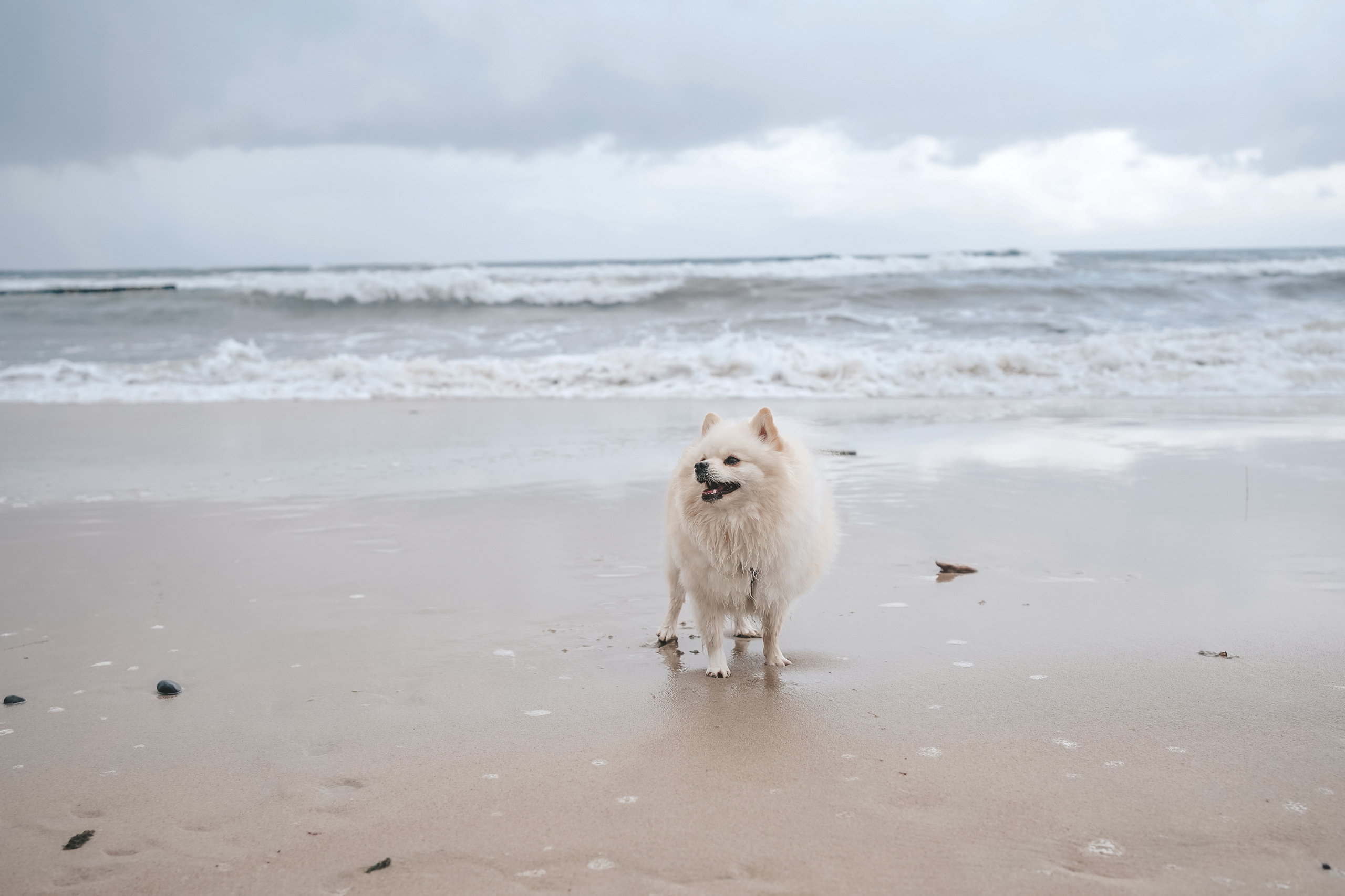 Шпиц. г. Зеленоградск. Фотограф-анималист Анастасия Большакова