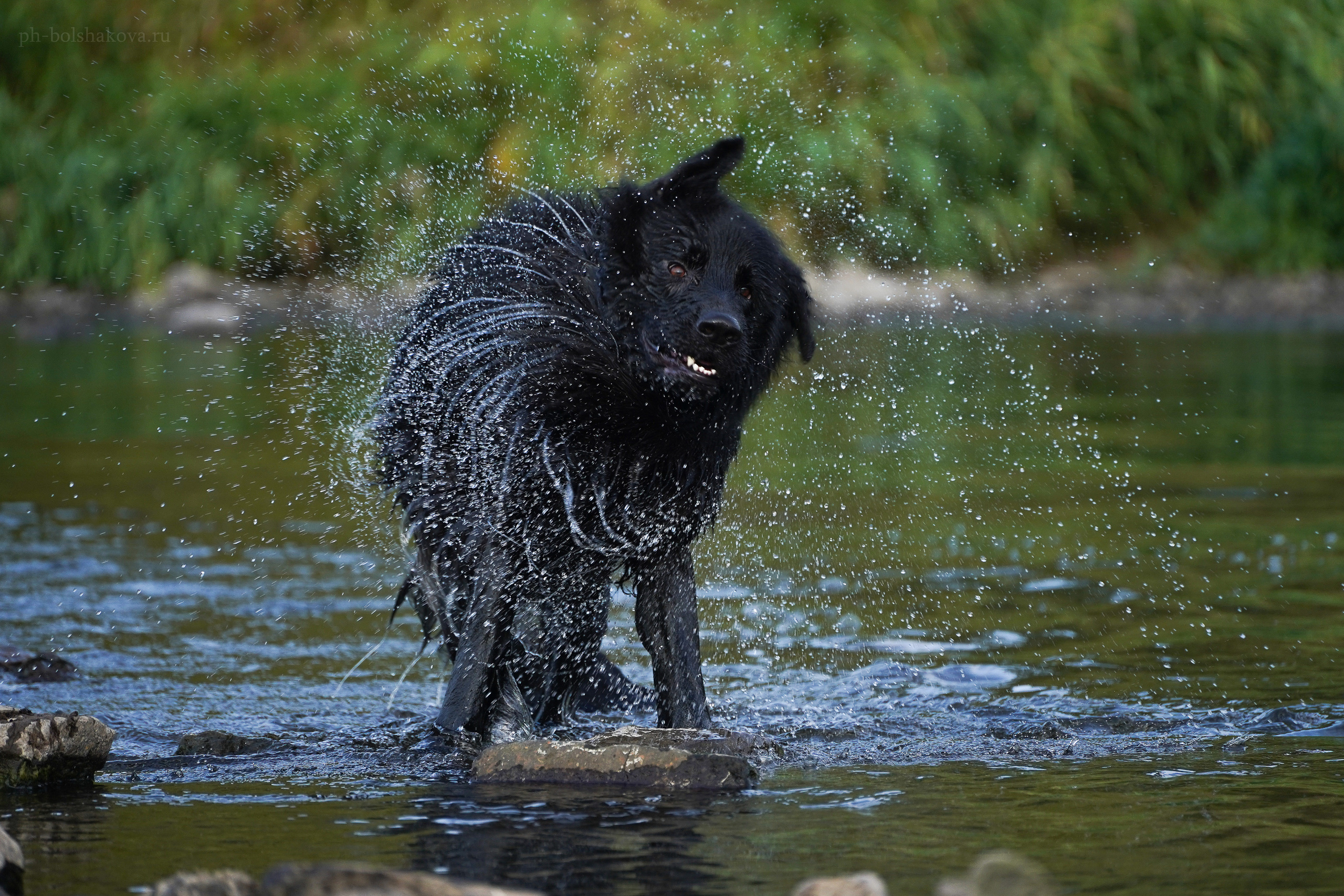 Кай. Фотограф-анималист Анастасия Большакова