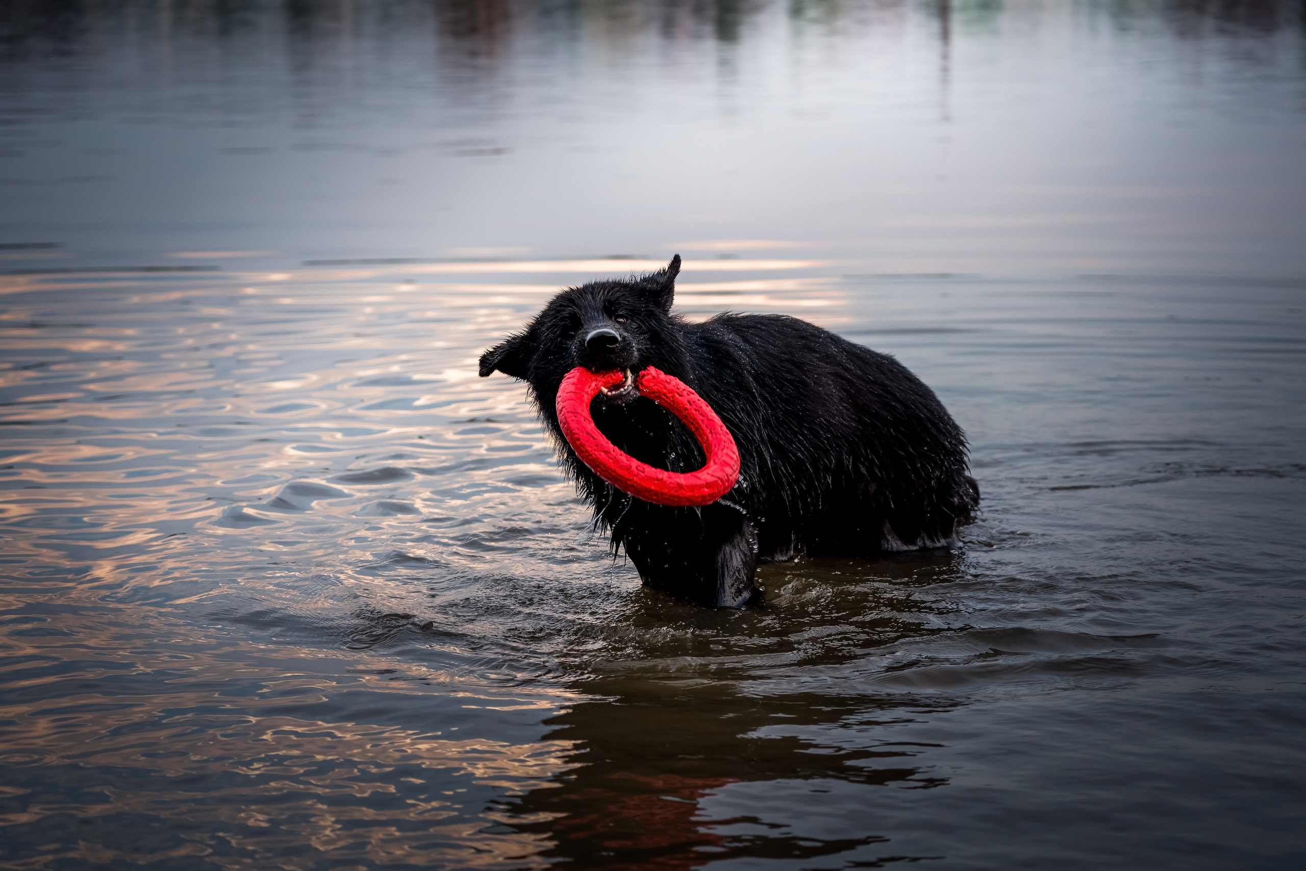 Кай. Фотограф-анималист Анастасия Большакова
