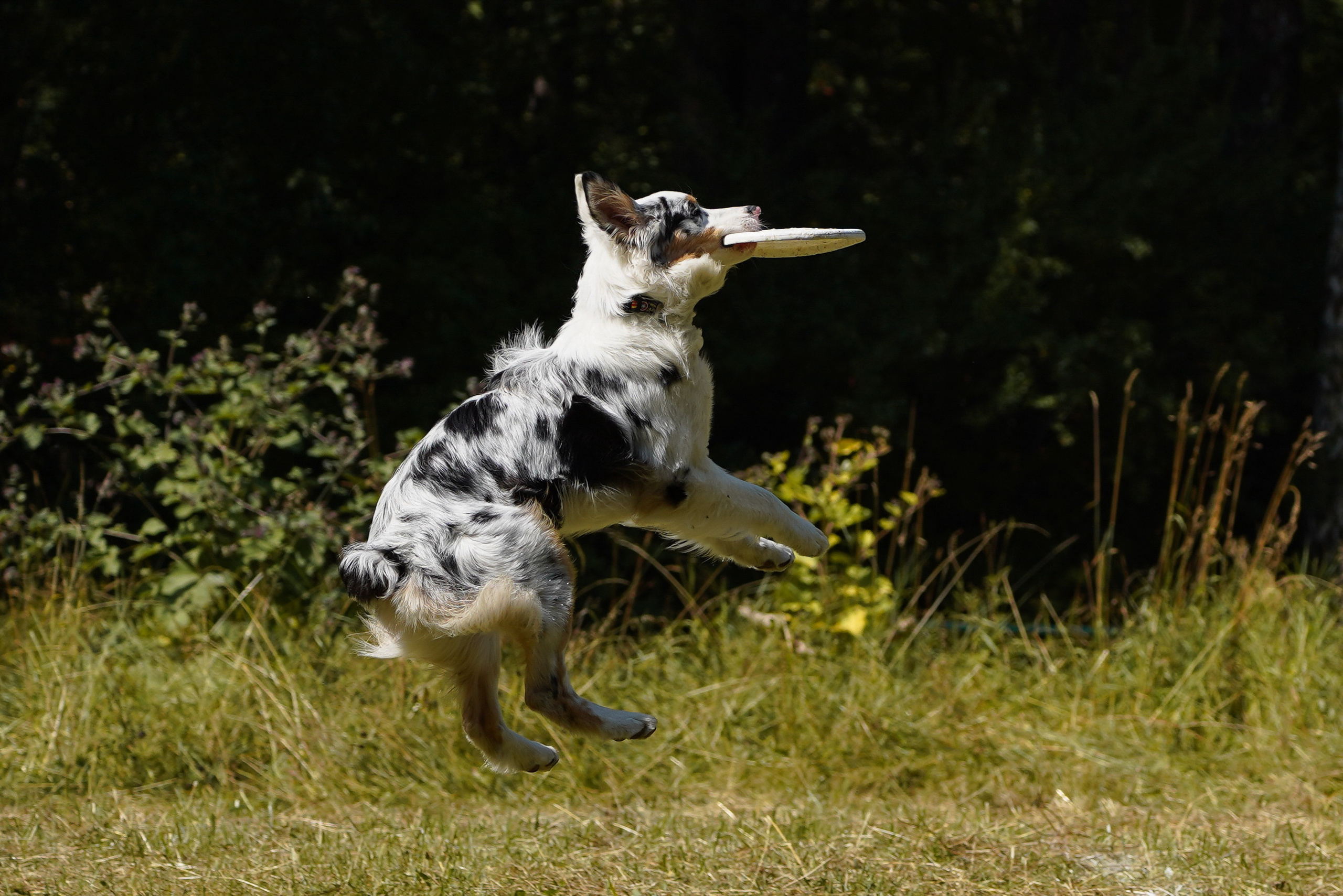 Фризби 27.08.23, Екатеринбург. Фотограф-анималист Анастасия Большакова