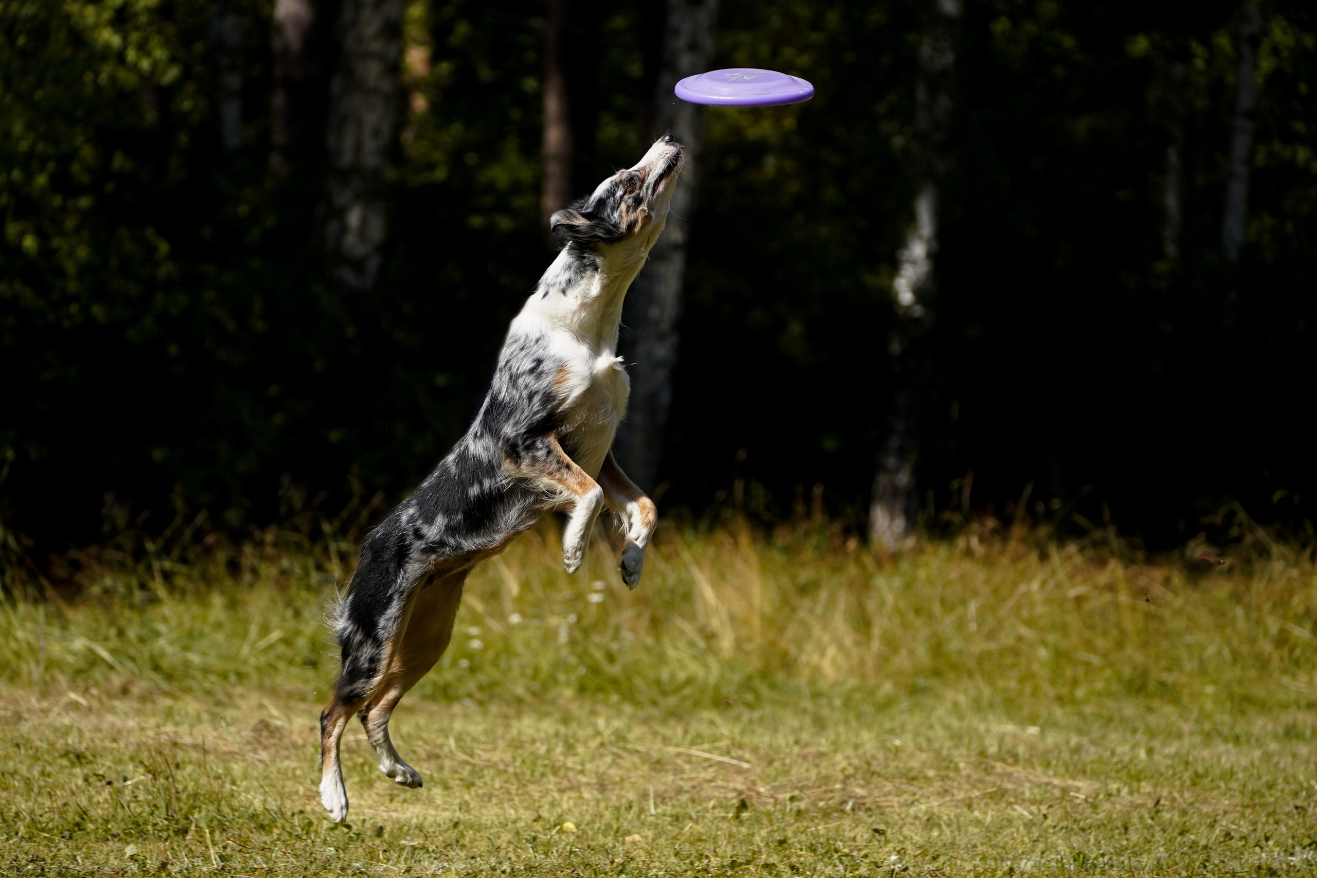 Фризби 27.08.23, Екатеринбург. Фотограф-анималист Анастасия Большакова